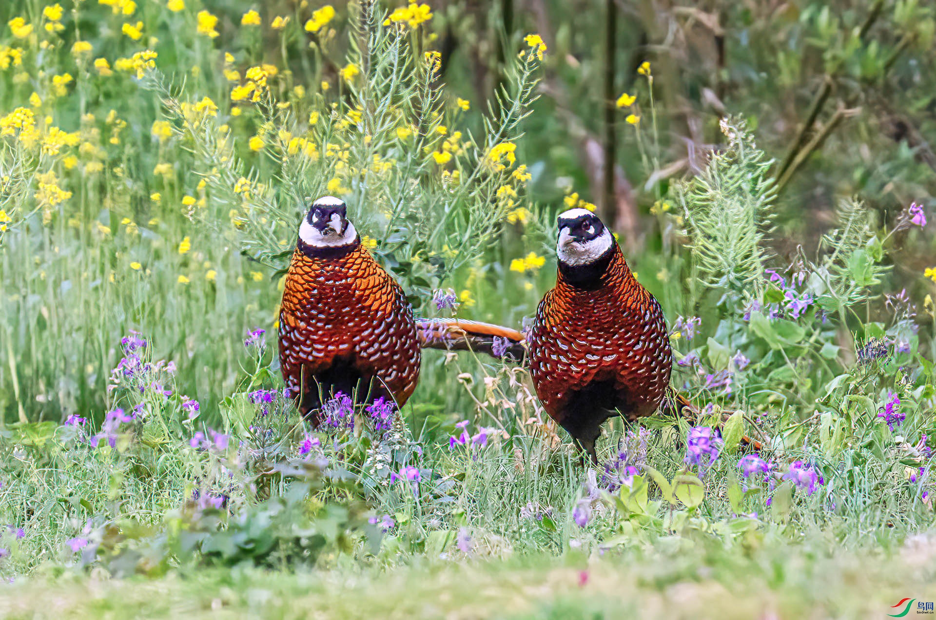 060A1597 ����-Sh----1 .jpg