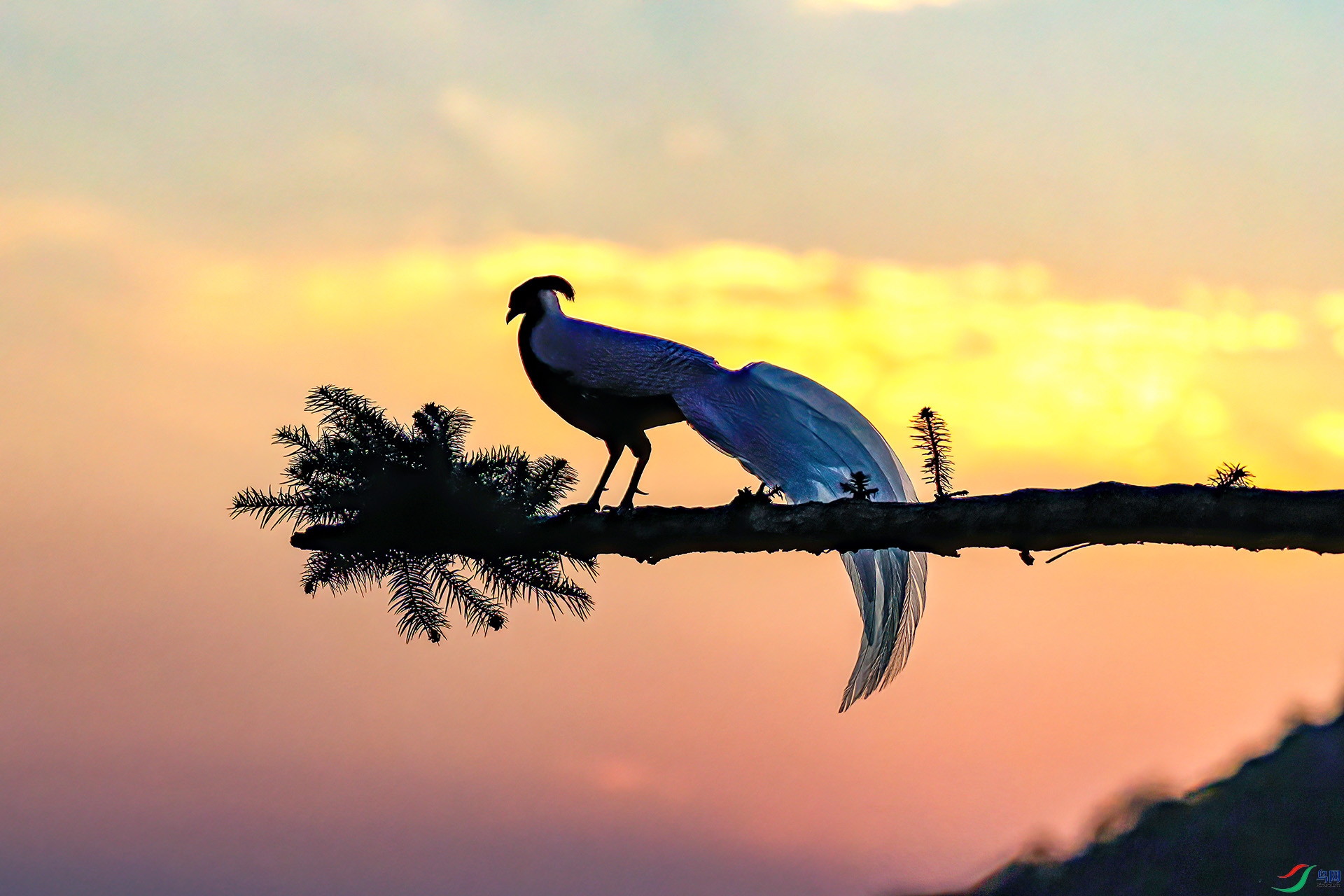 060A1930 ����-Sha---1 .jpg