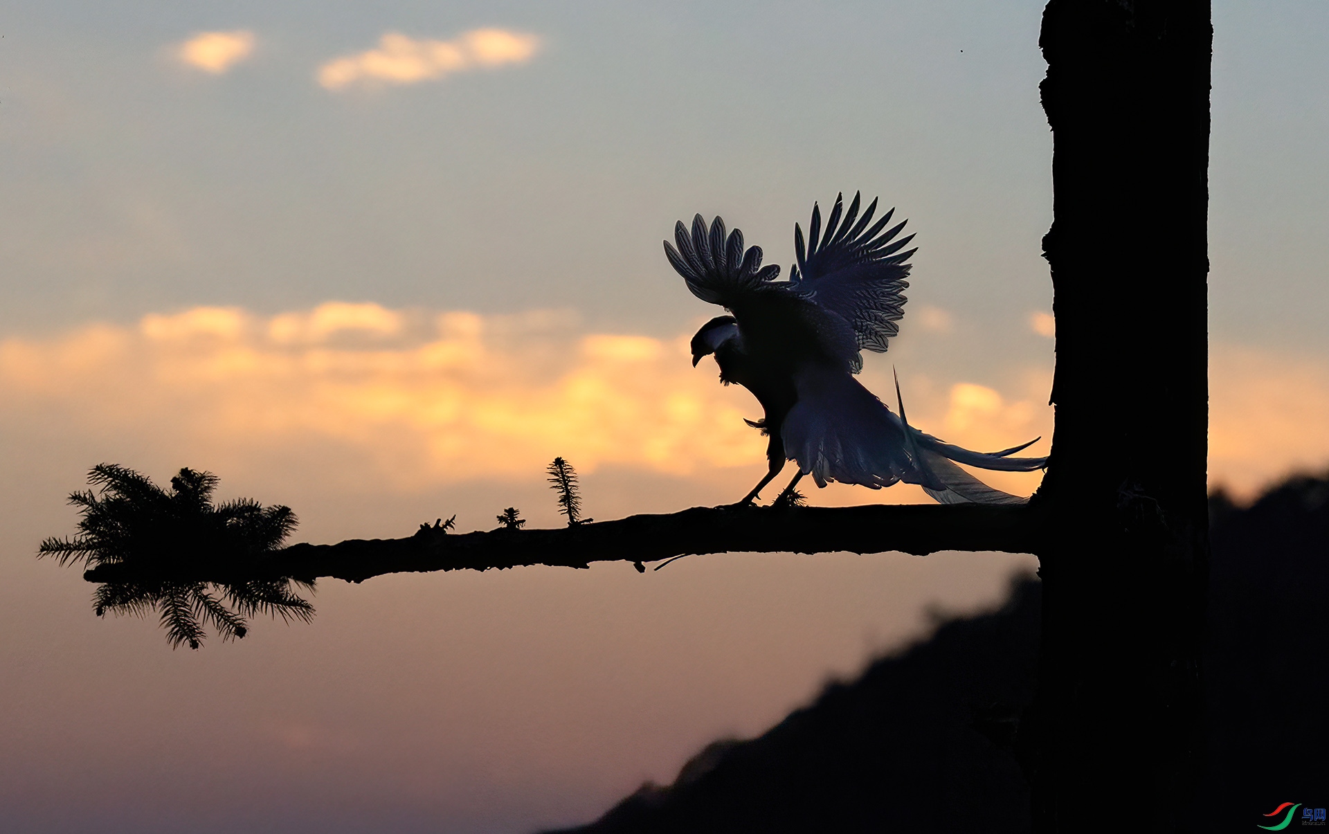 060A2252 ����-Sha----1 .jpg