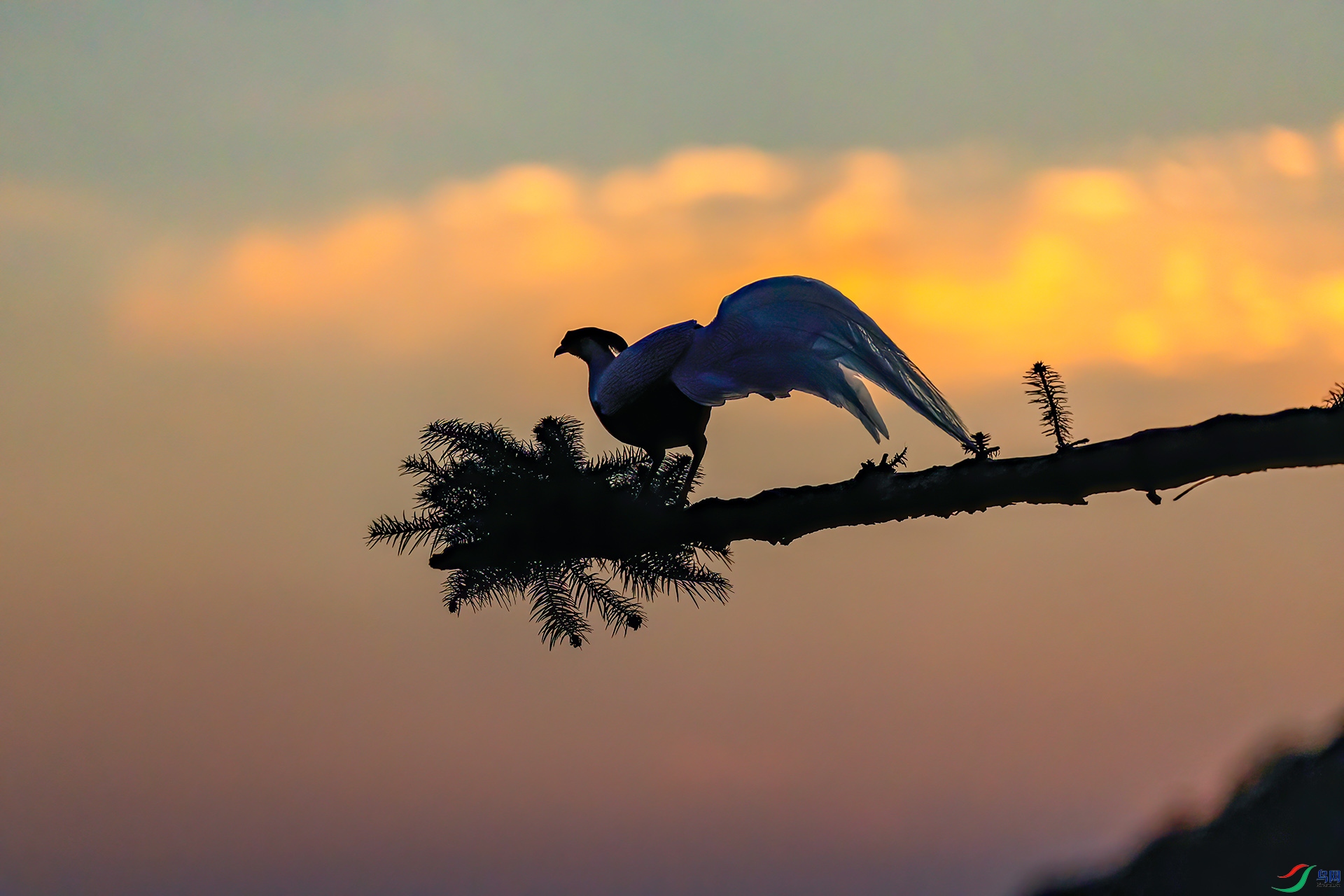 060A2485 ����-Sh---1 .jpg