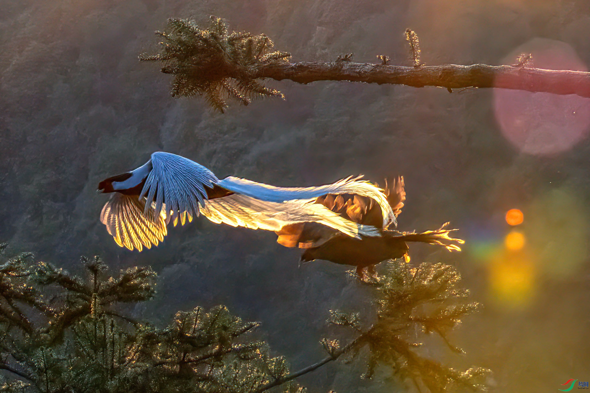 060A8752 ����-Sh---1 .jpg