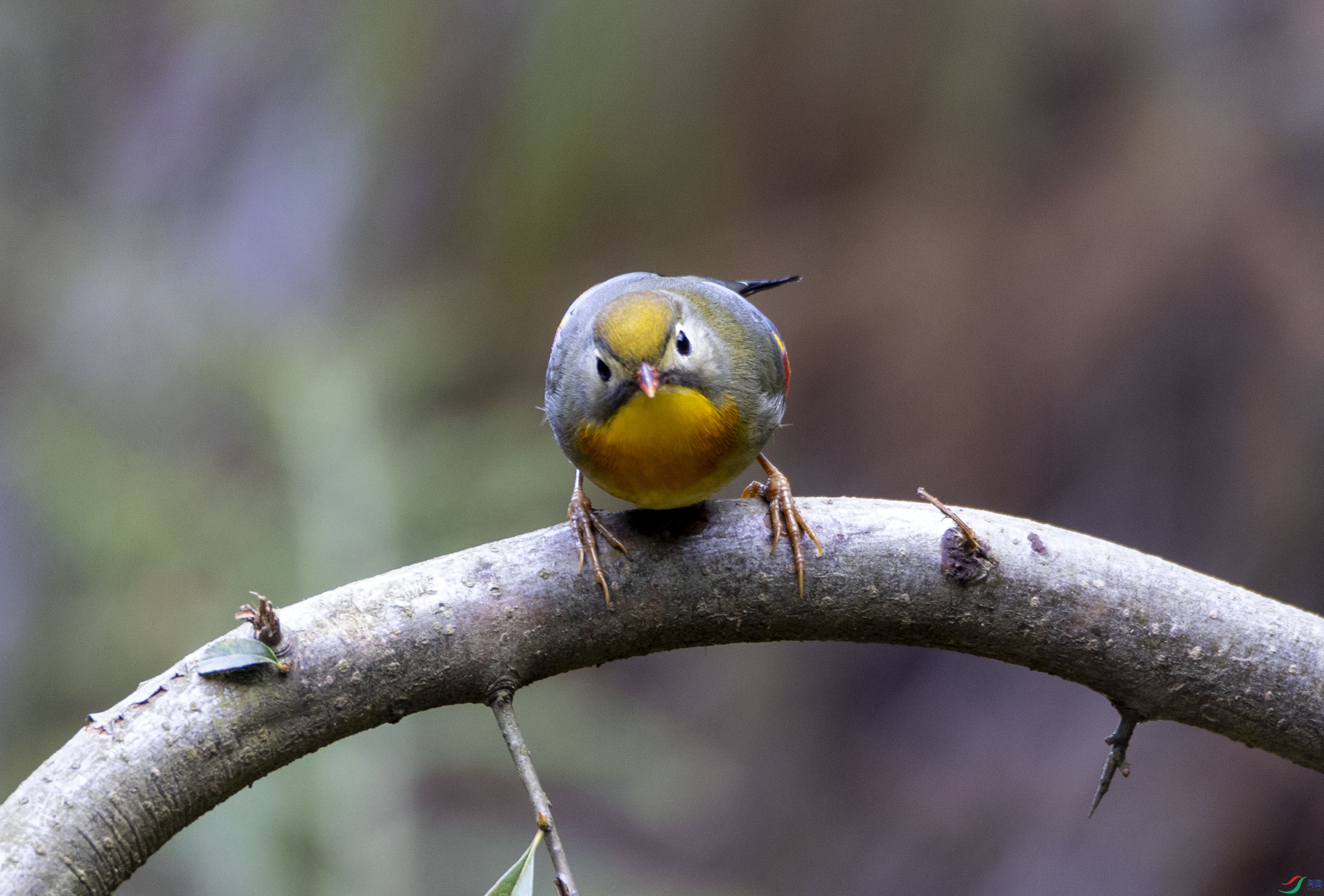 ������˼��