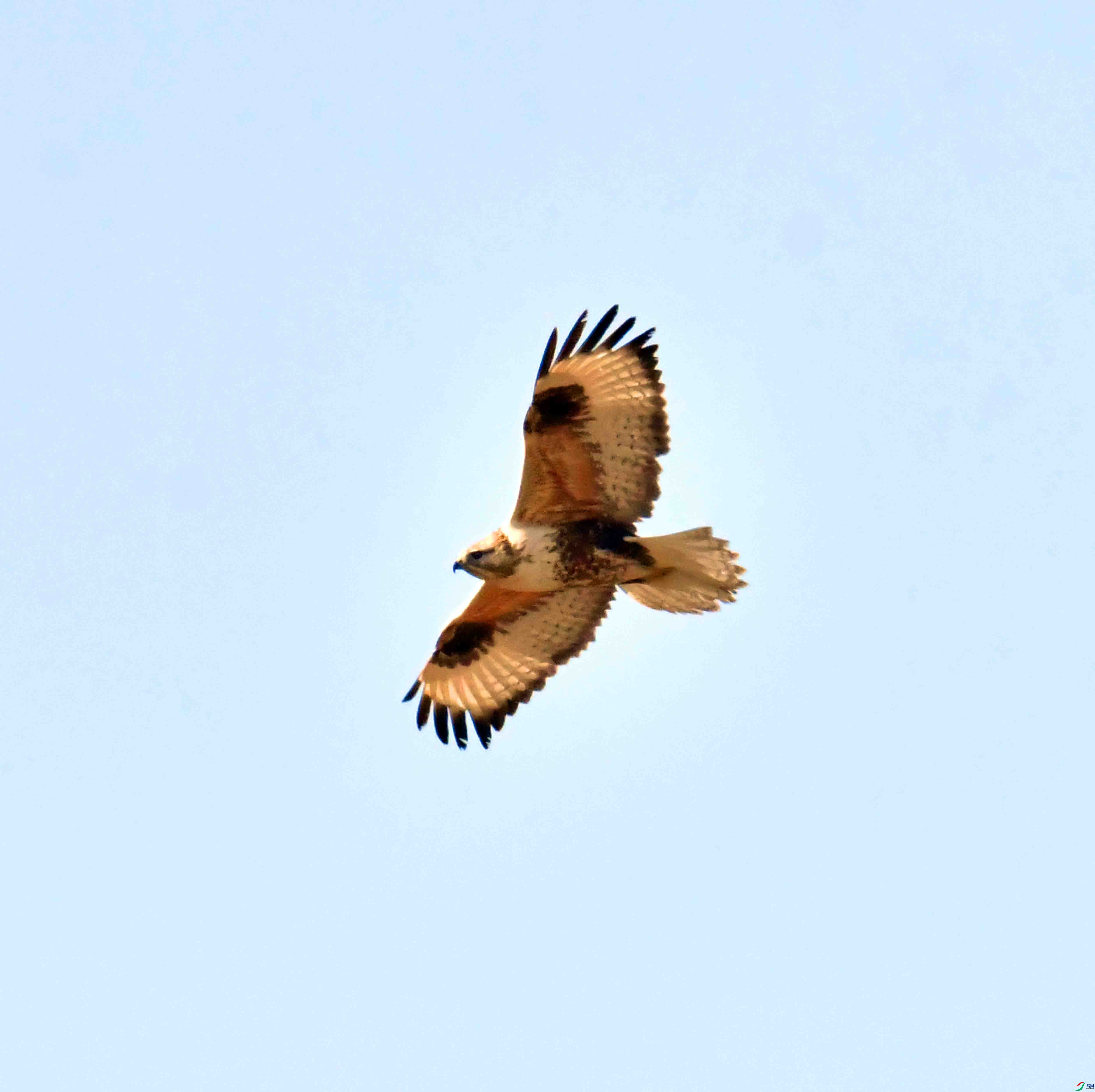 DSC_9492.JPG
