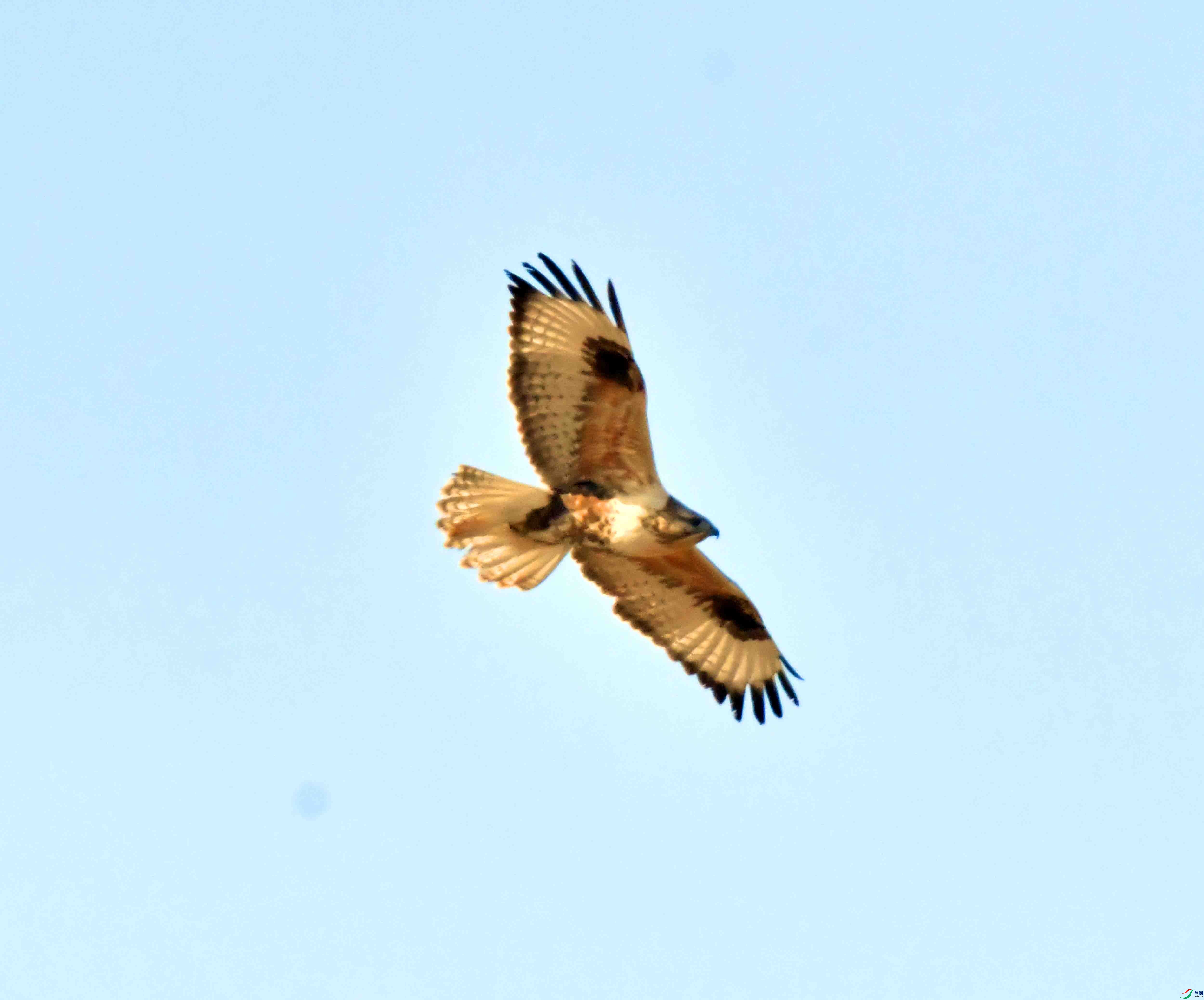 DSC_9518.JPG