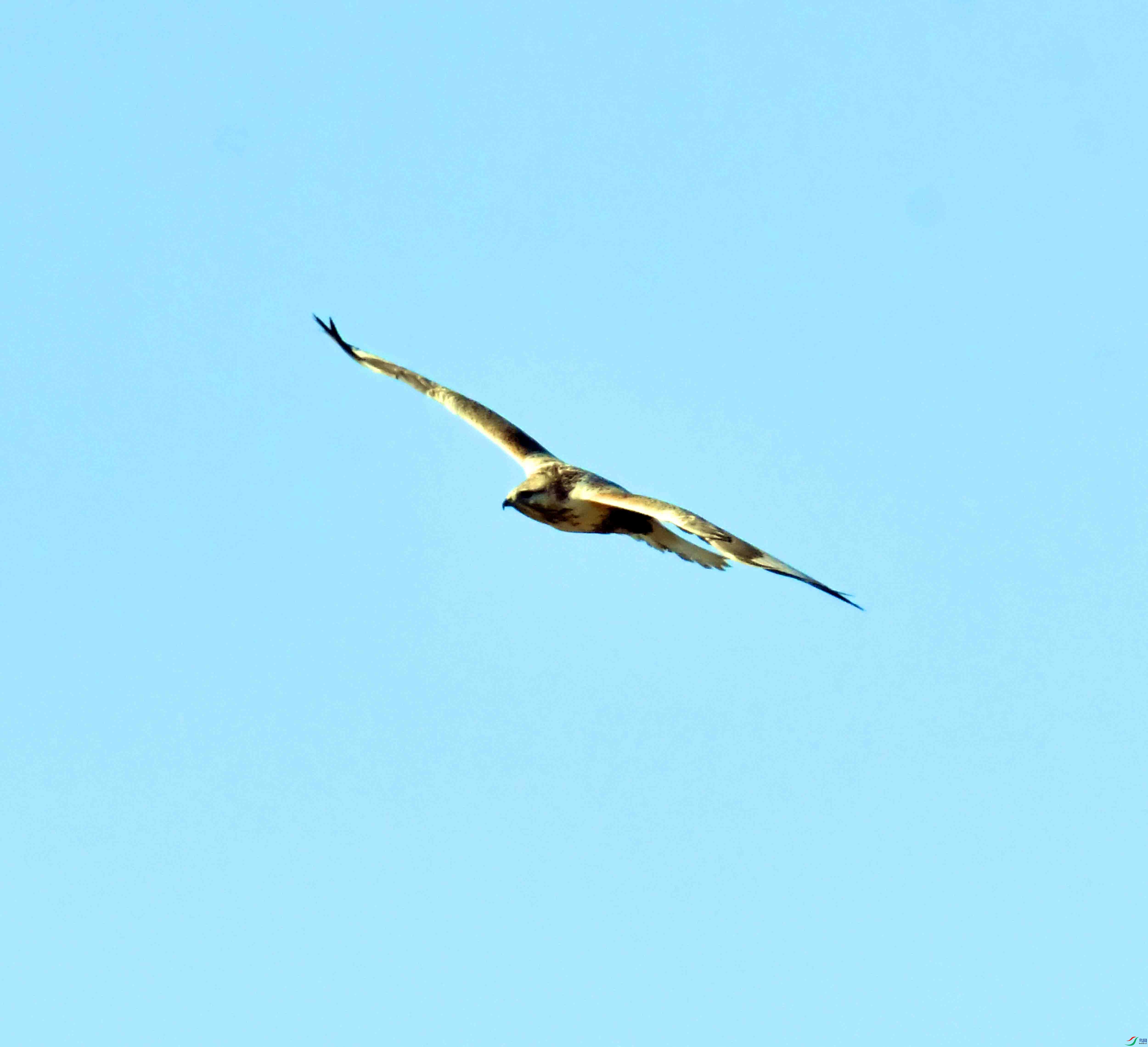 DSC_9525.JPG