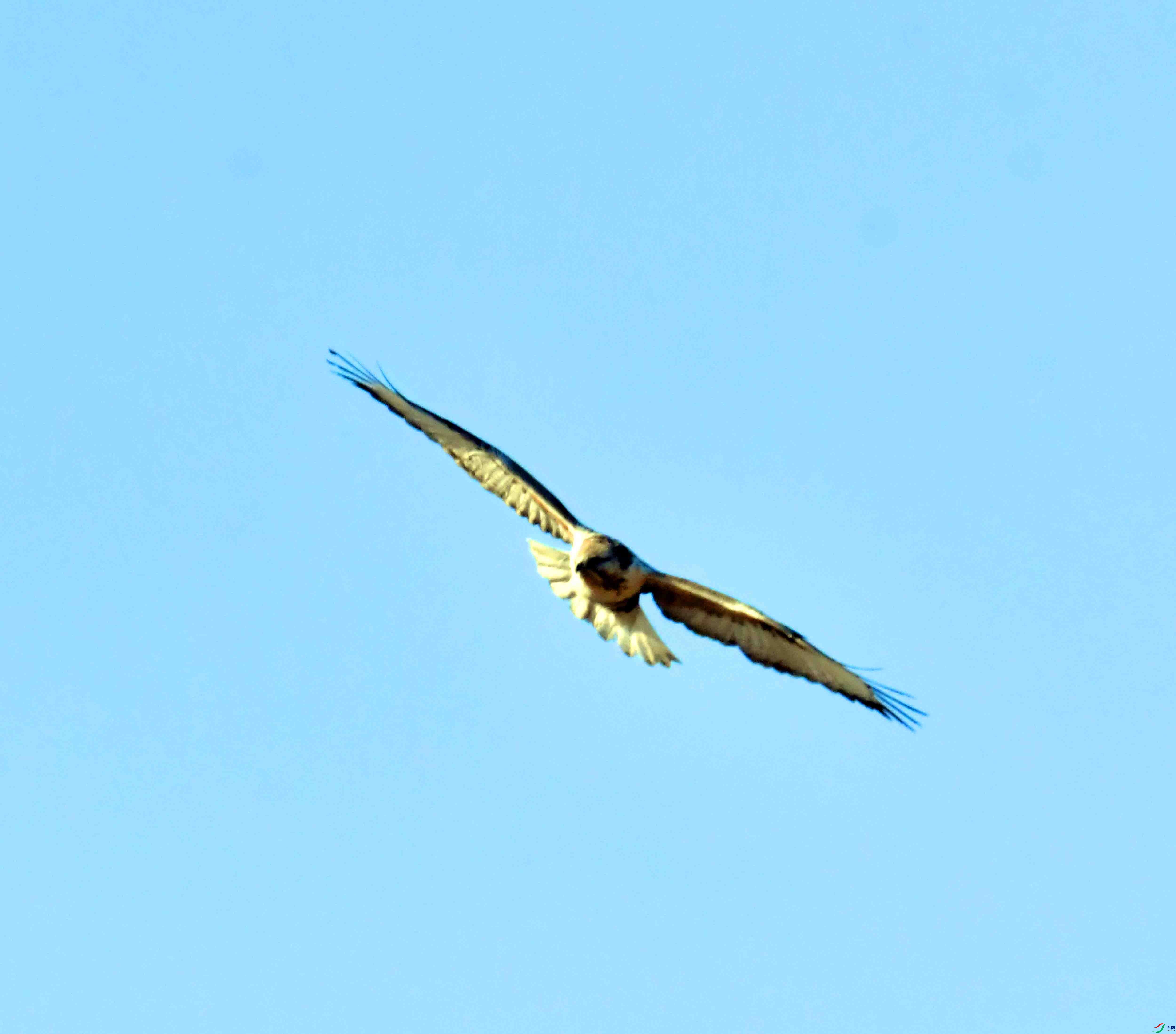 DSC_9527.JPG
