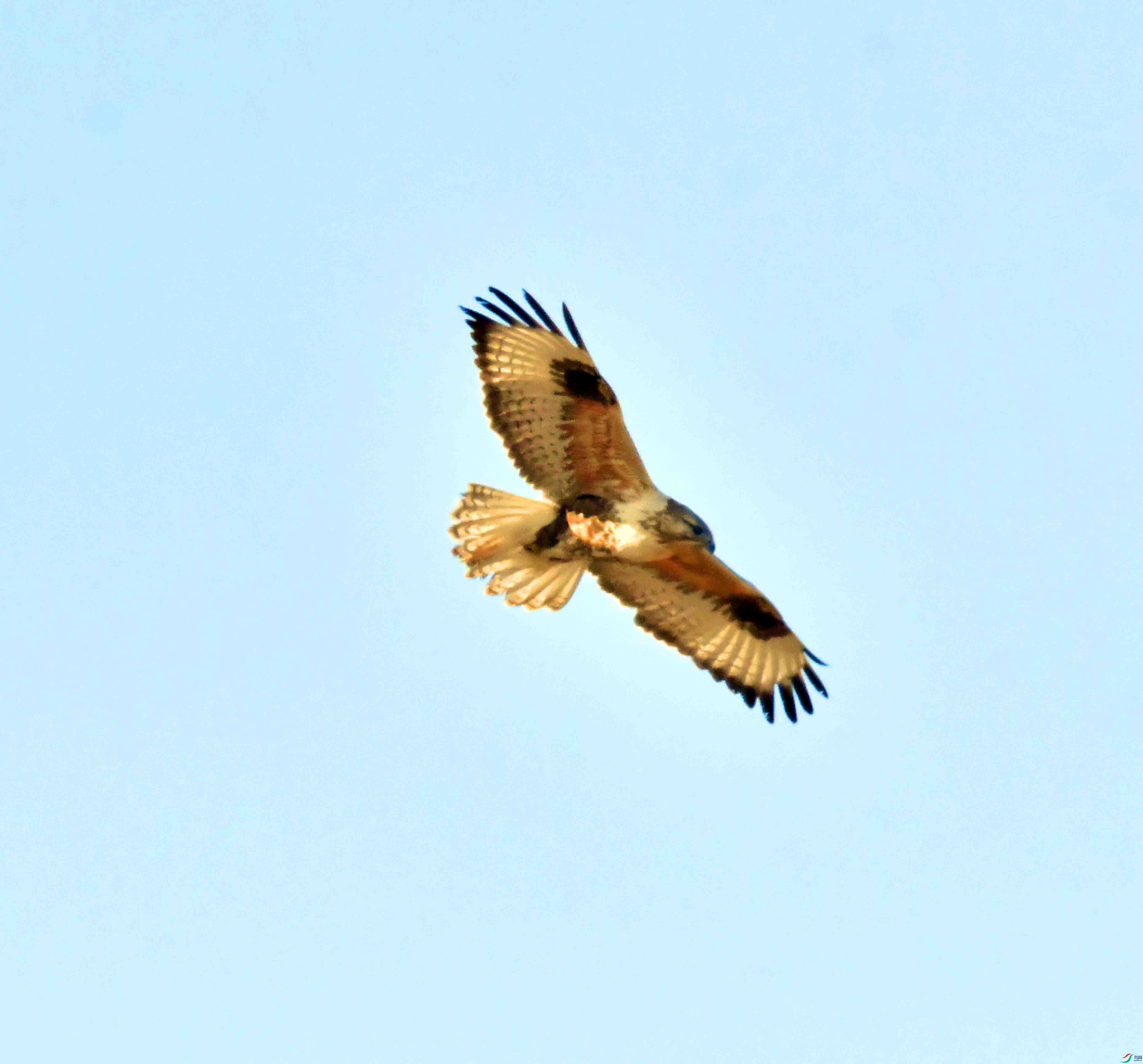 DSC_9532.JPG