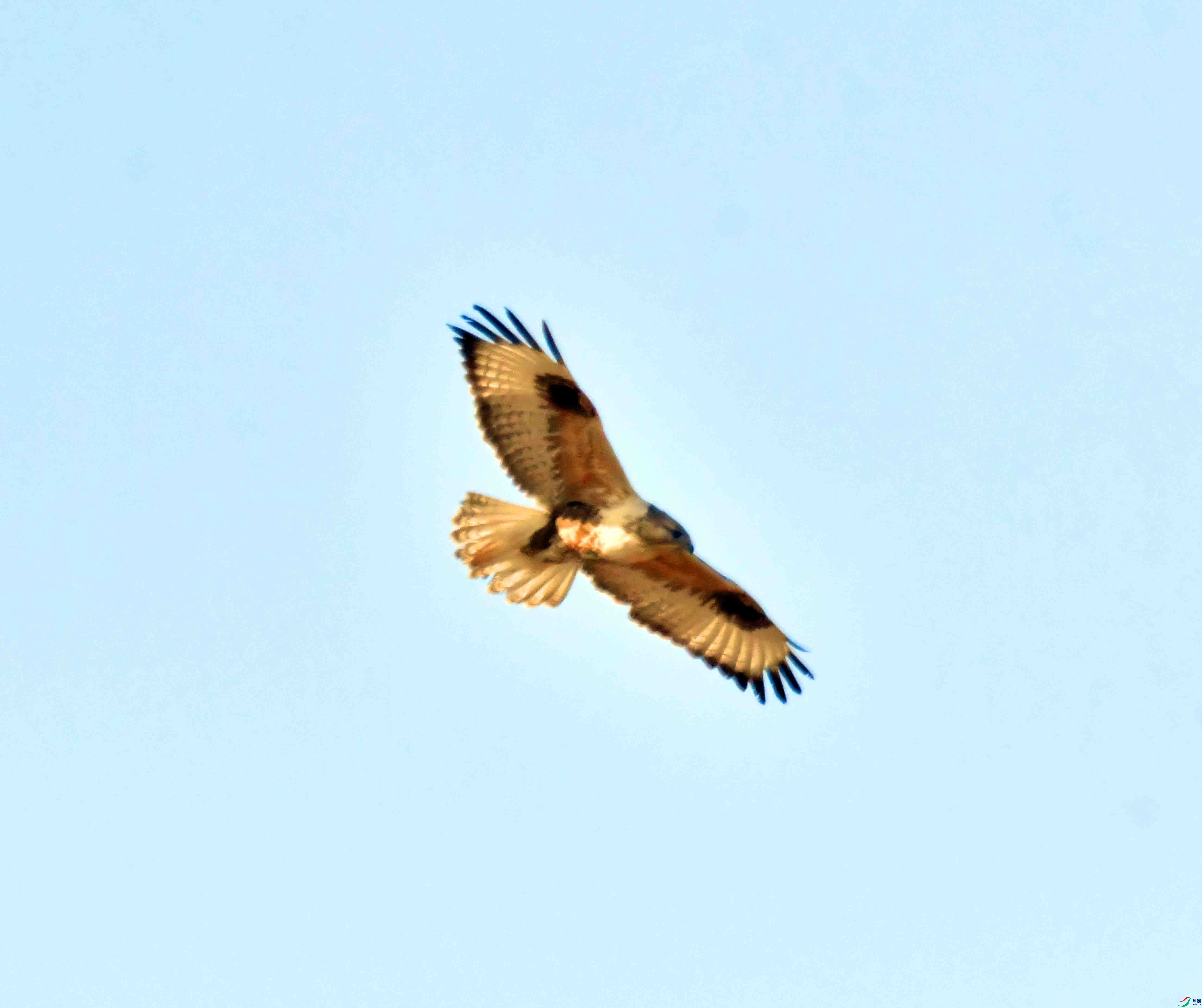 DSC_9531.JPG