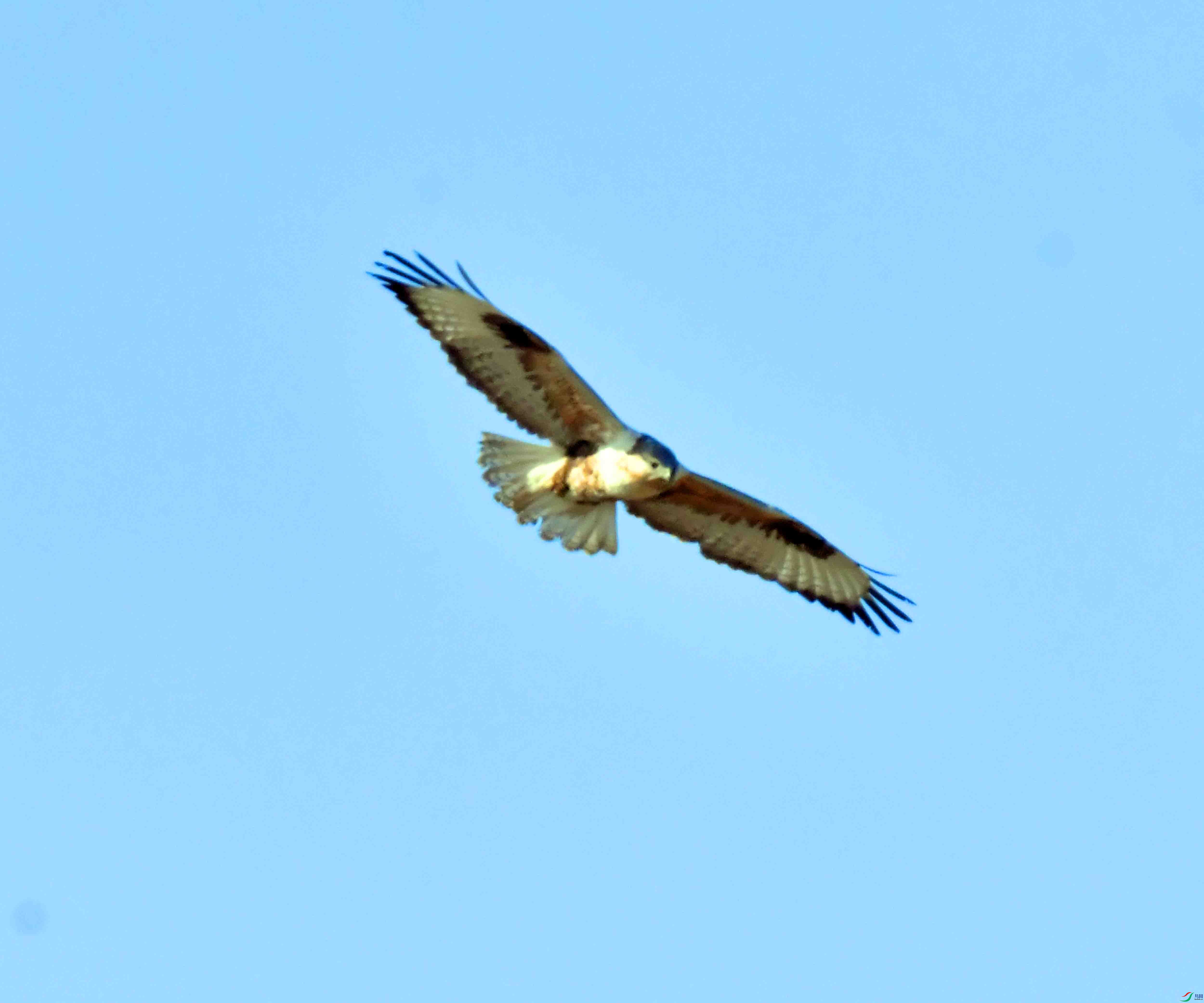 DSC_9530.JPG