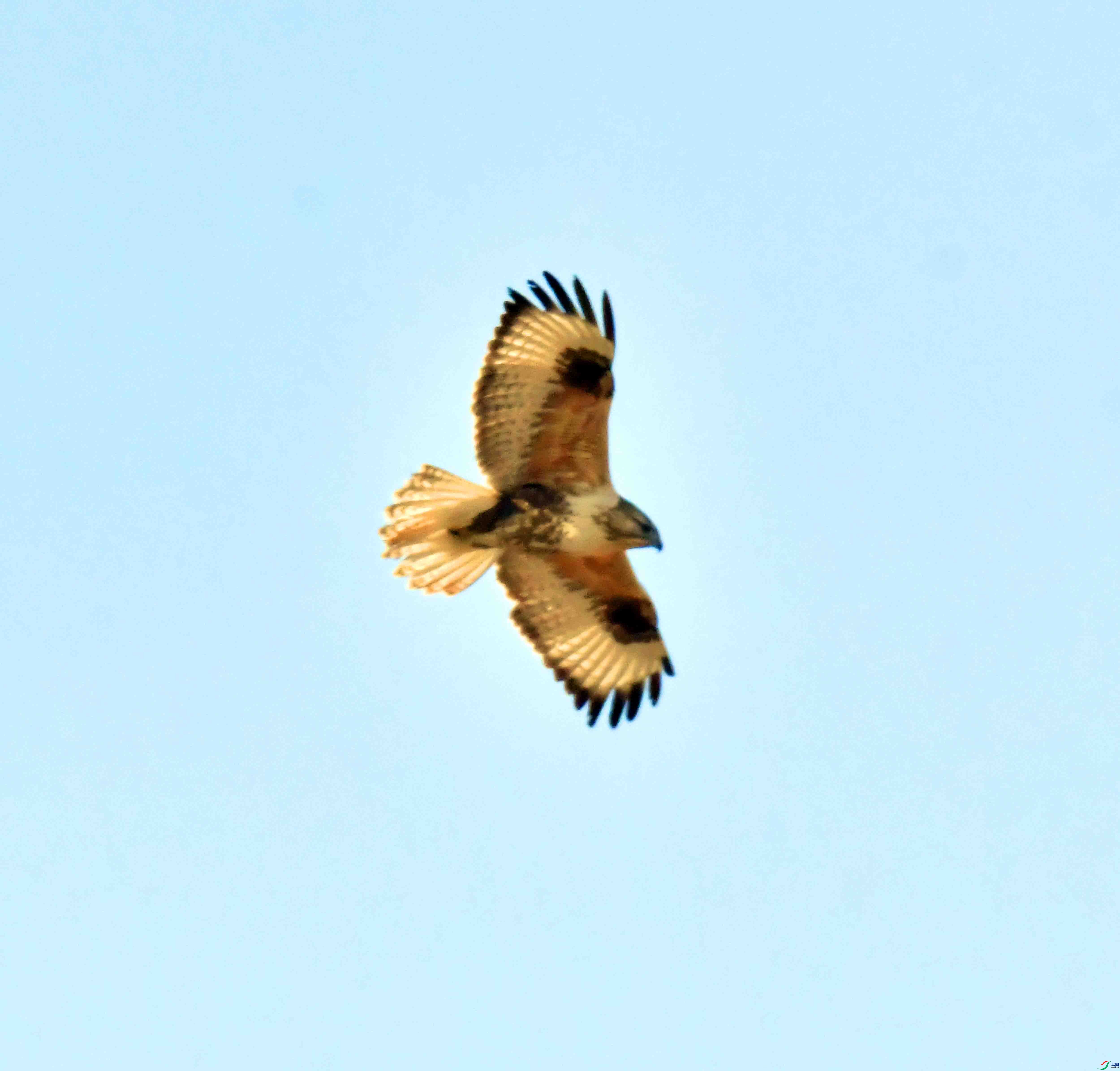 DSC_9533.JPG