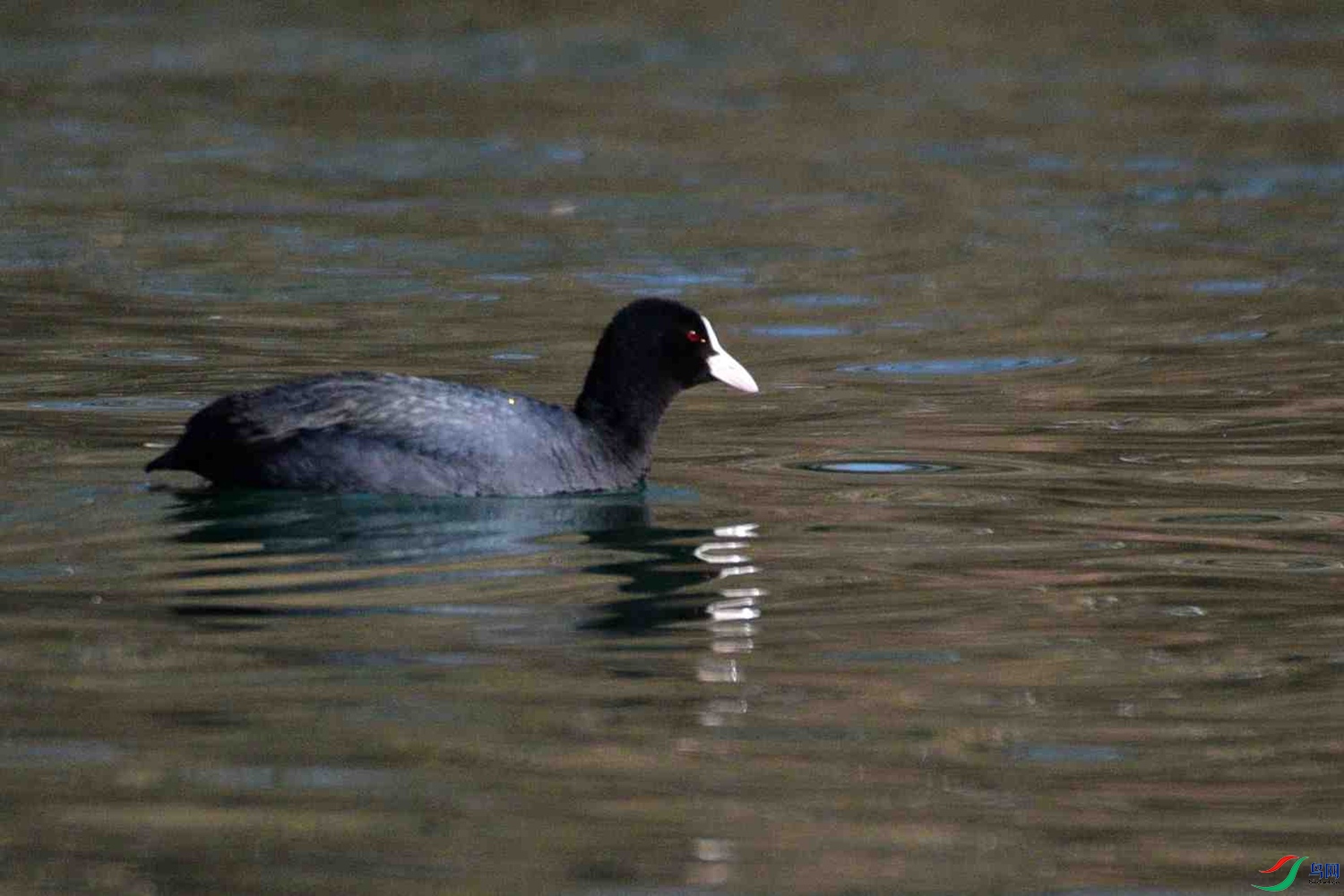 DSC_9896.JPG