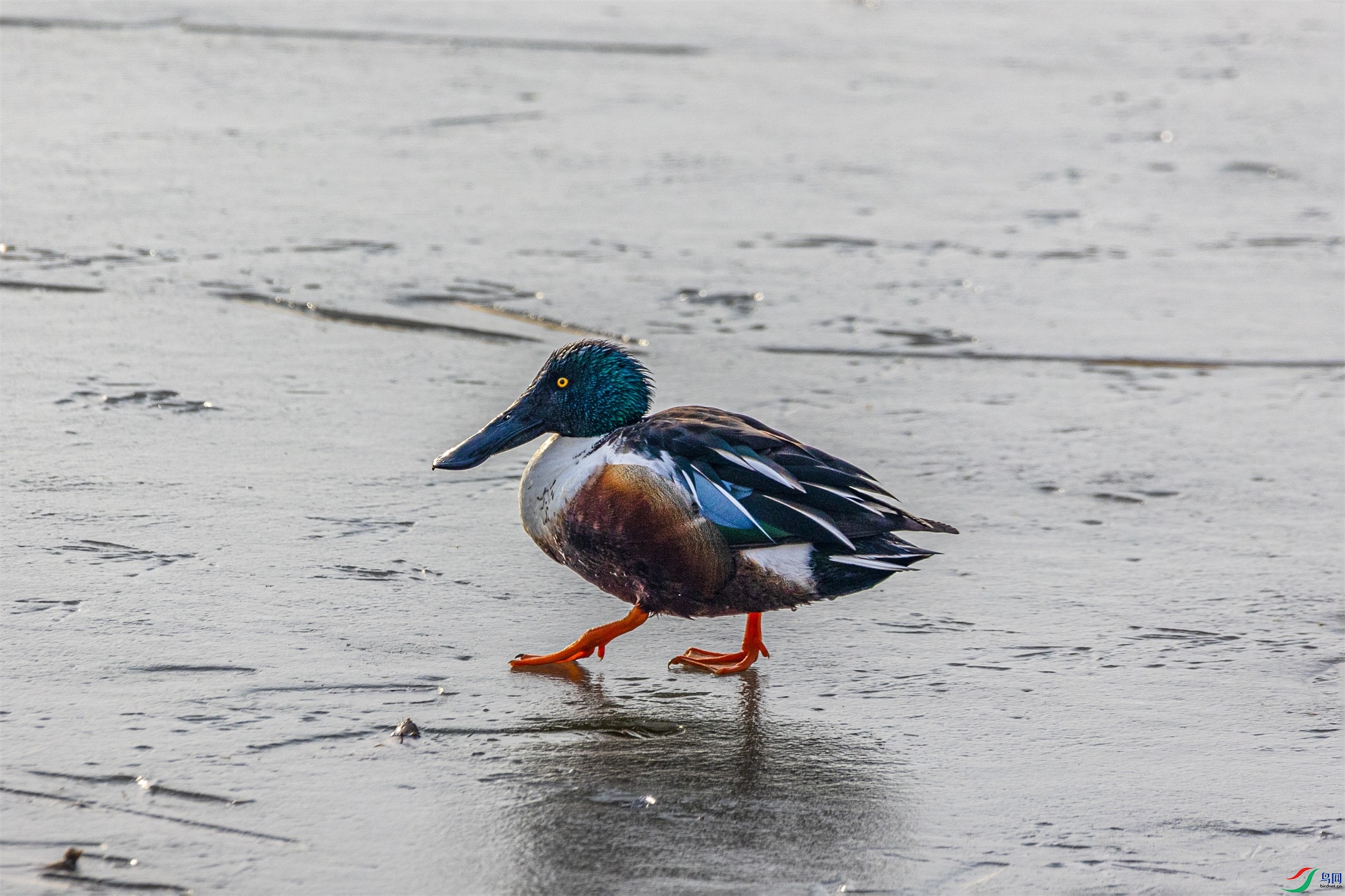 1K3A3156 ����1.jpg