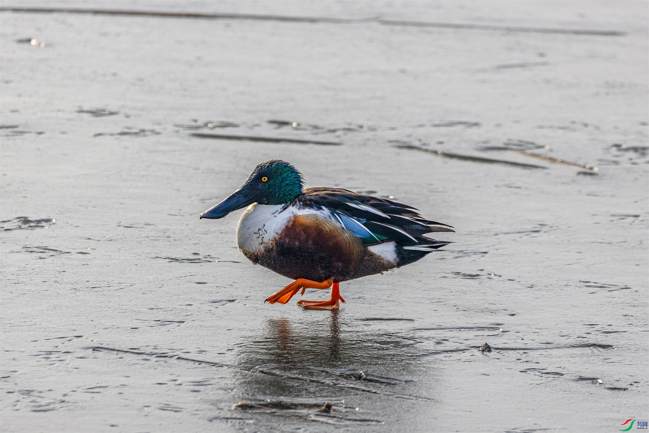 1K3A3160 ����1.jpg