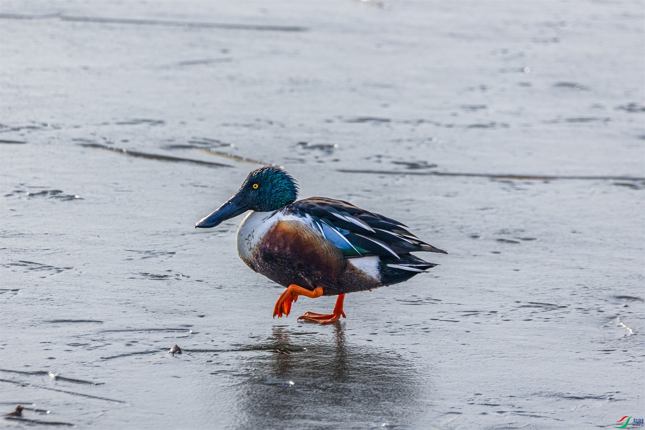 1K3A3155 ����1.jpg