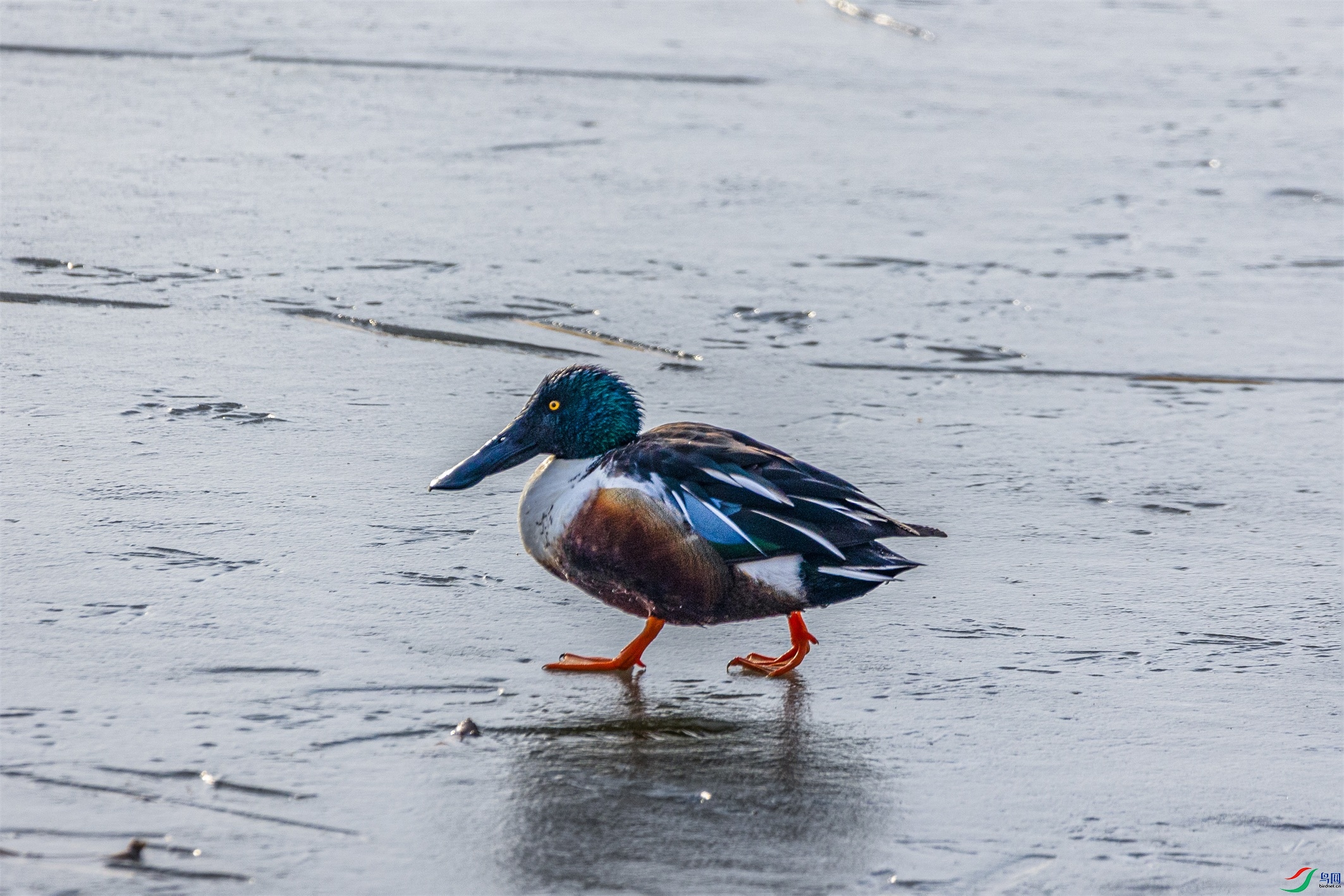 1K3A3158 ����1.jpg