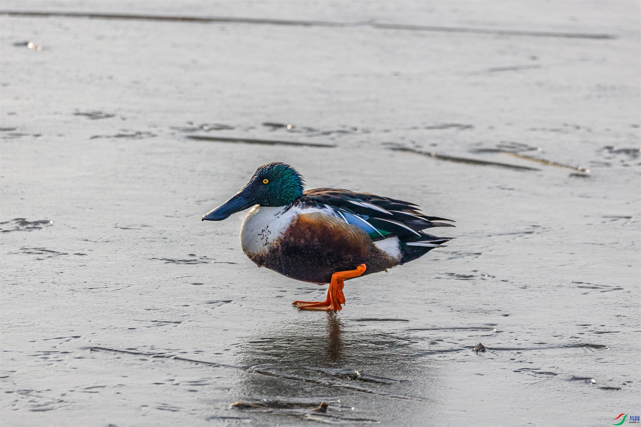 1K3A3159 ����1.jpg