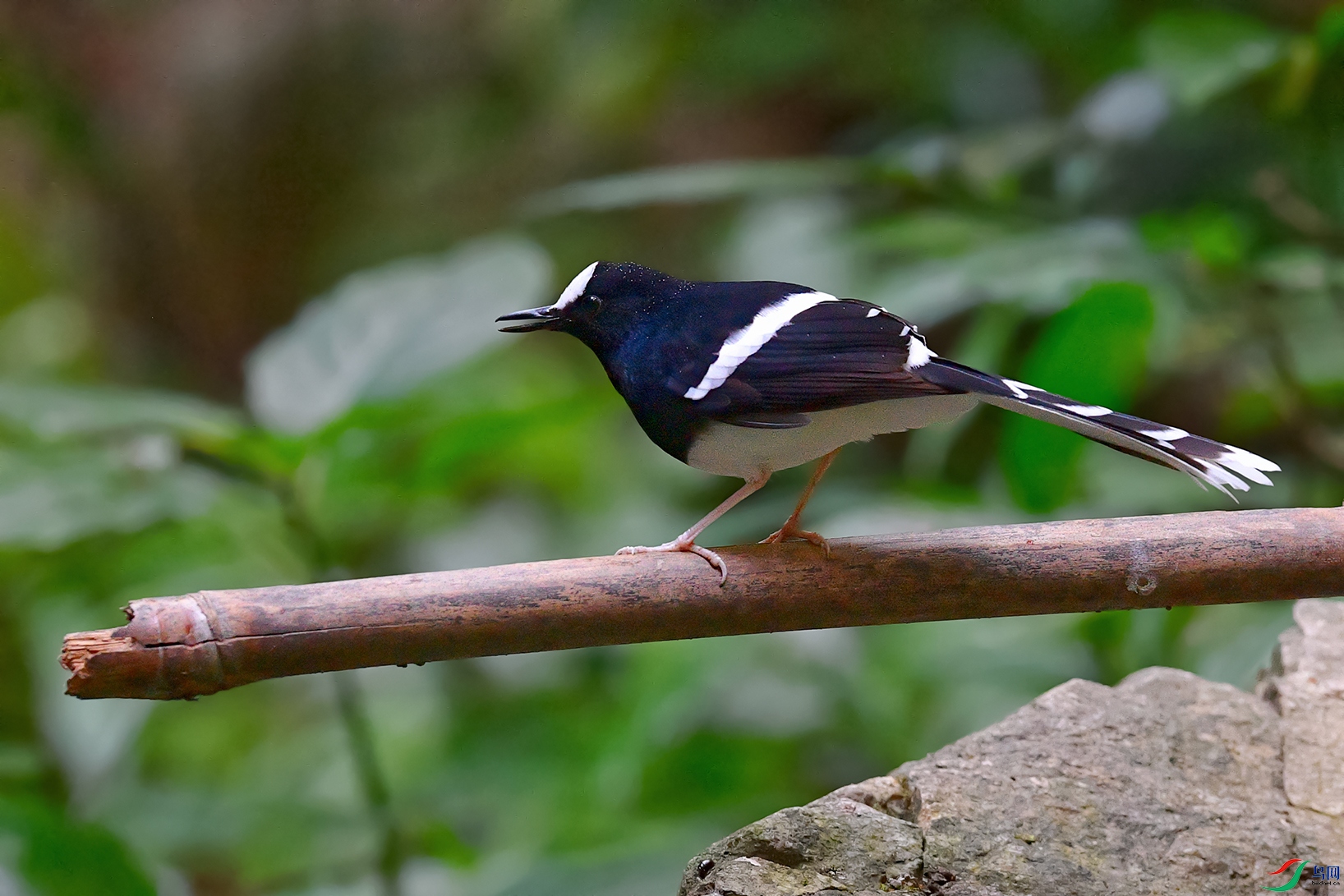 DSC_5201_DxOa.jpg