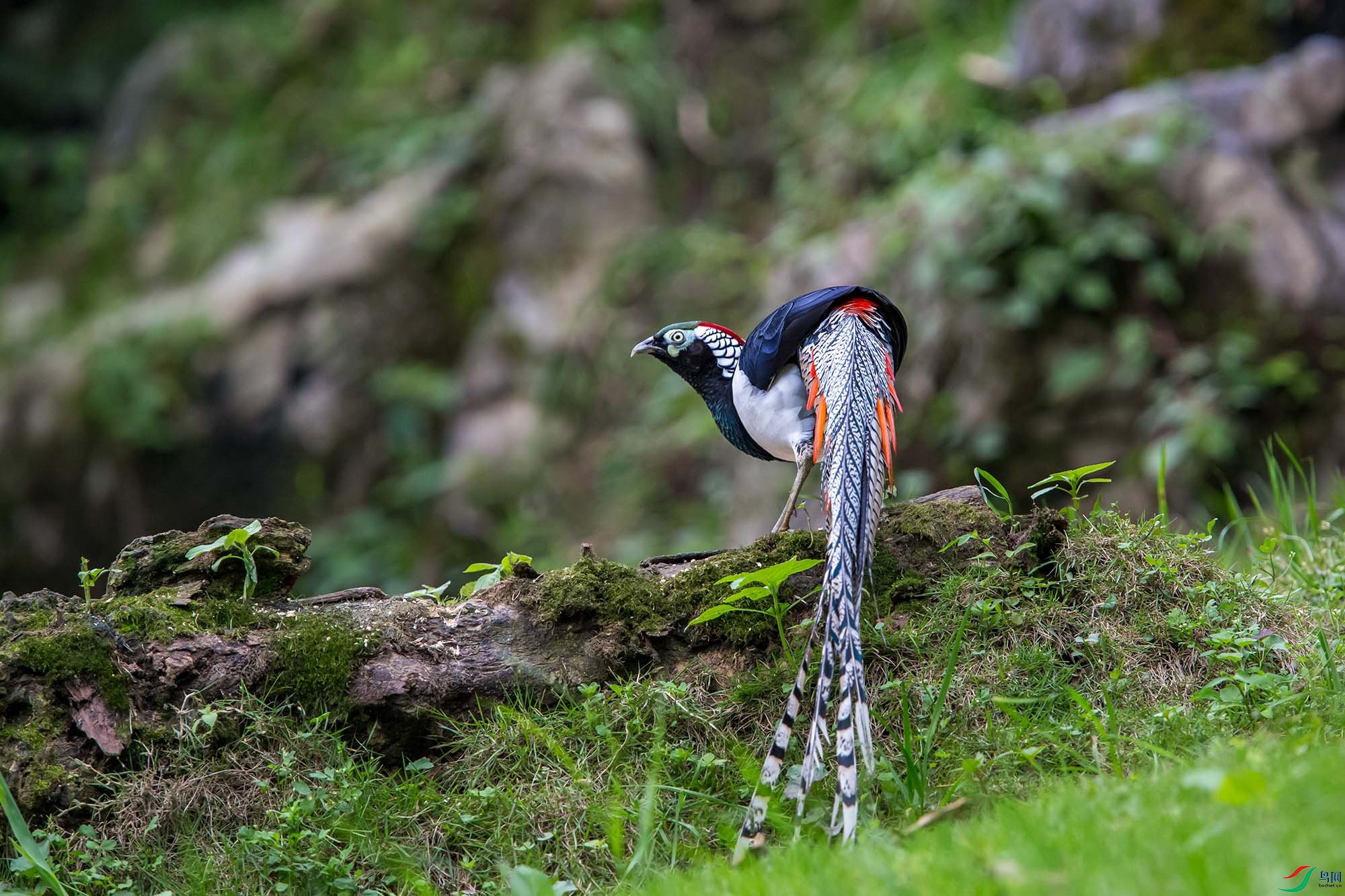 �׸�����