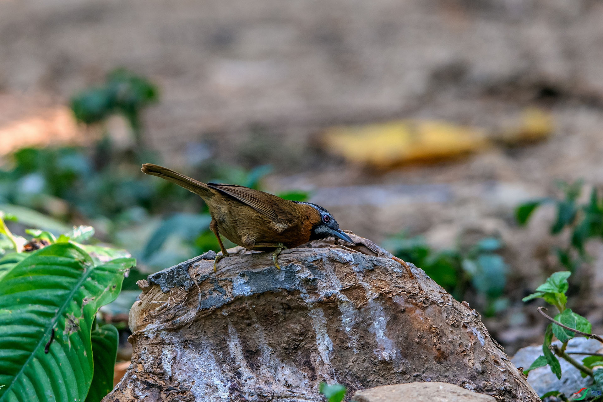 _AUU9054��ͷ����(24.2.22).jpg