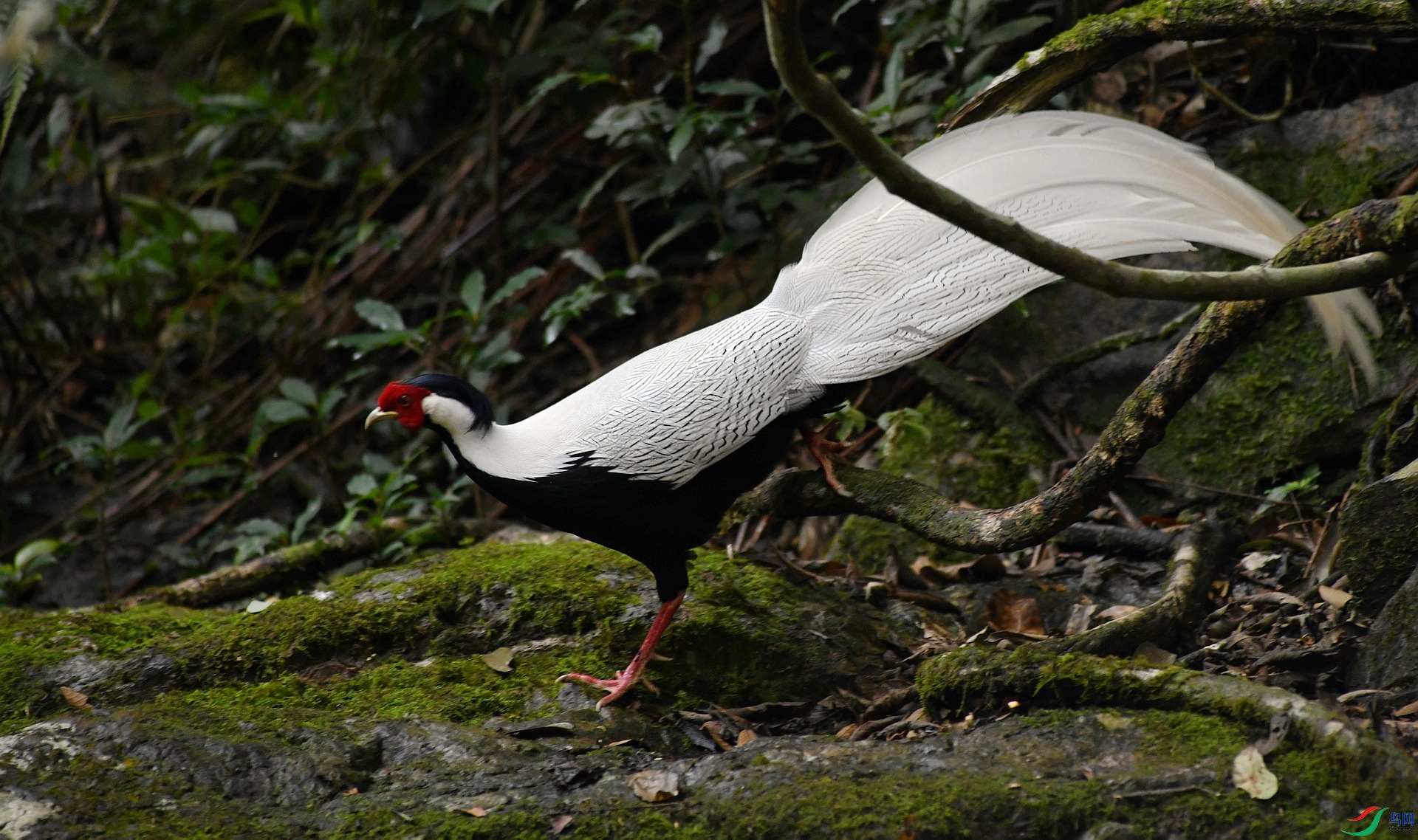 DSC_4485.jpg