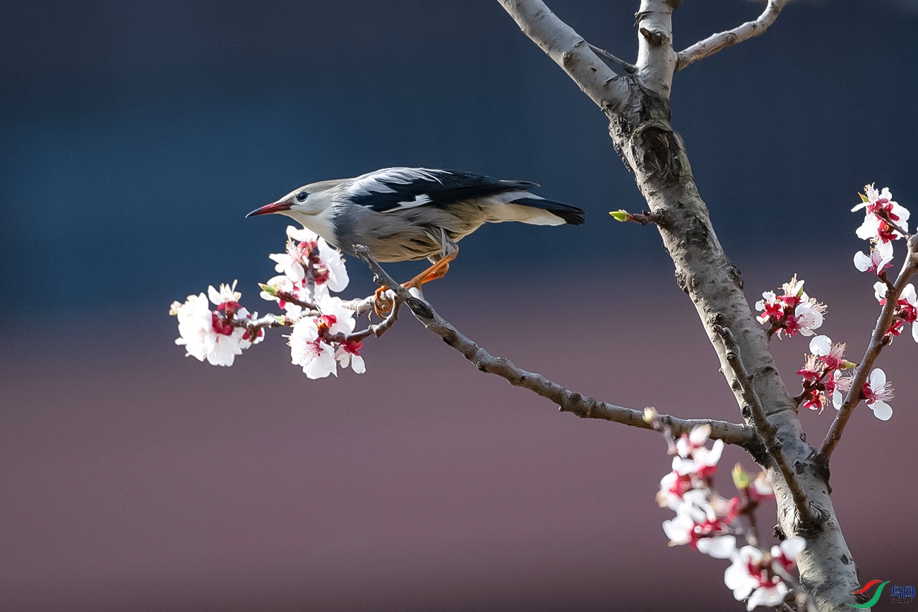DSC_3375-.jpg