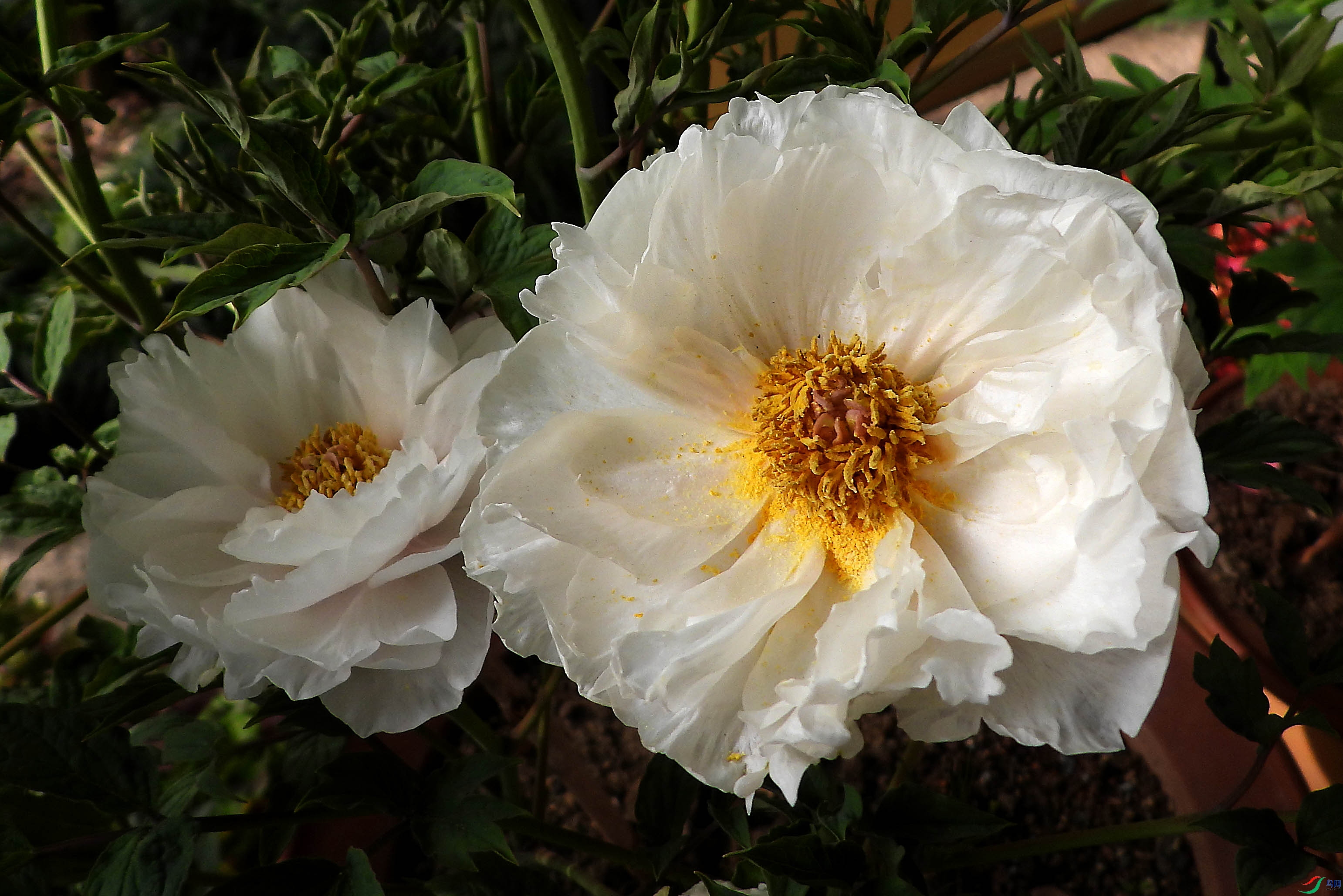 DSCN5452.JPG