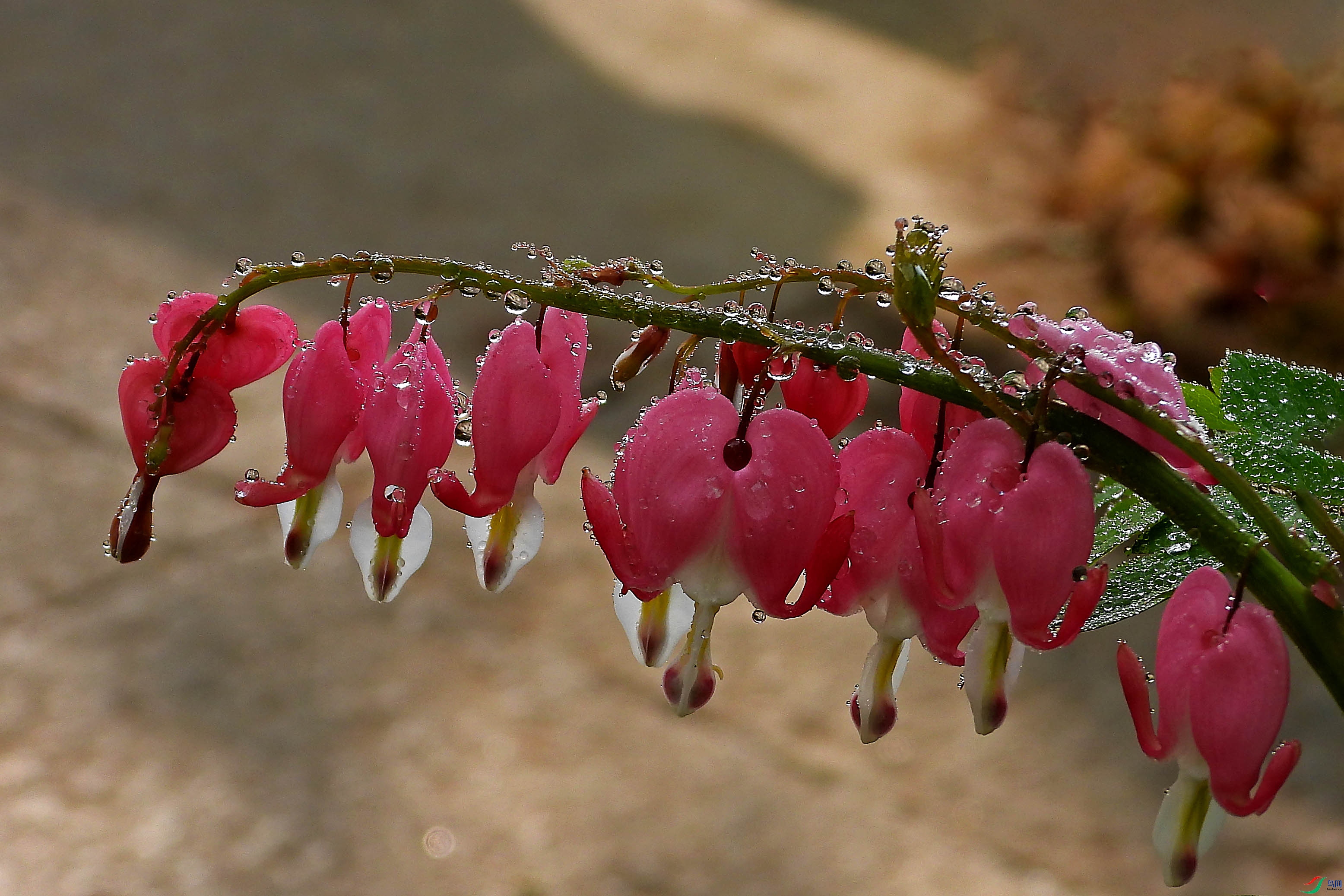 DSCN5437.JPG