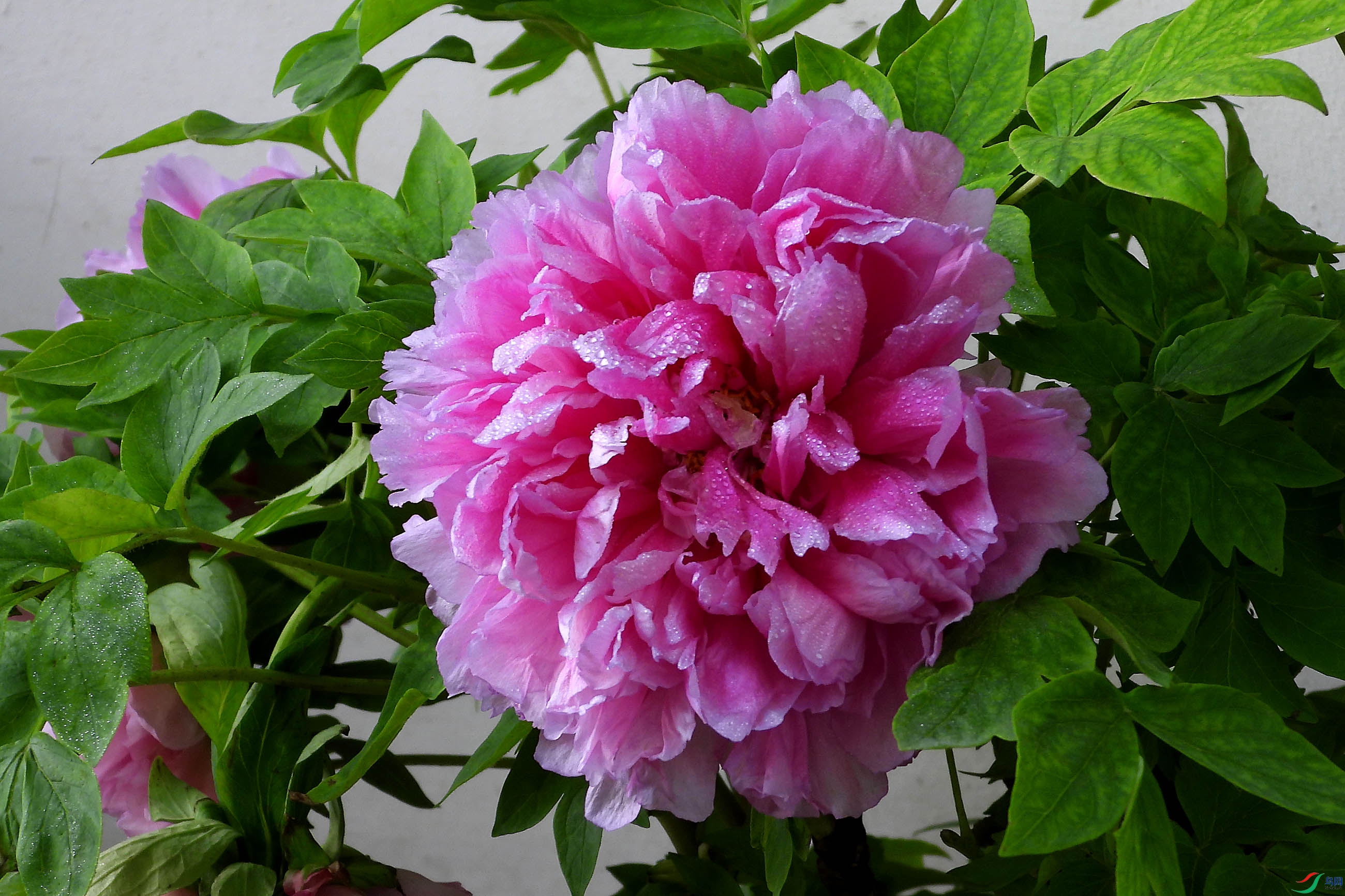 DSCN5441.JPG