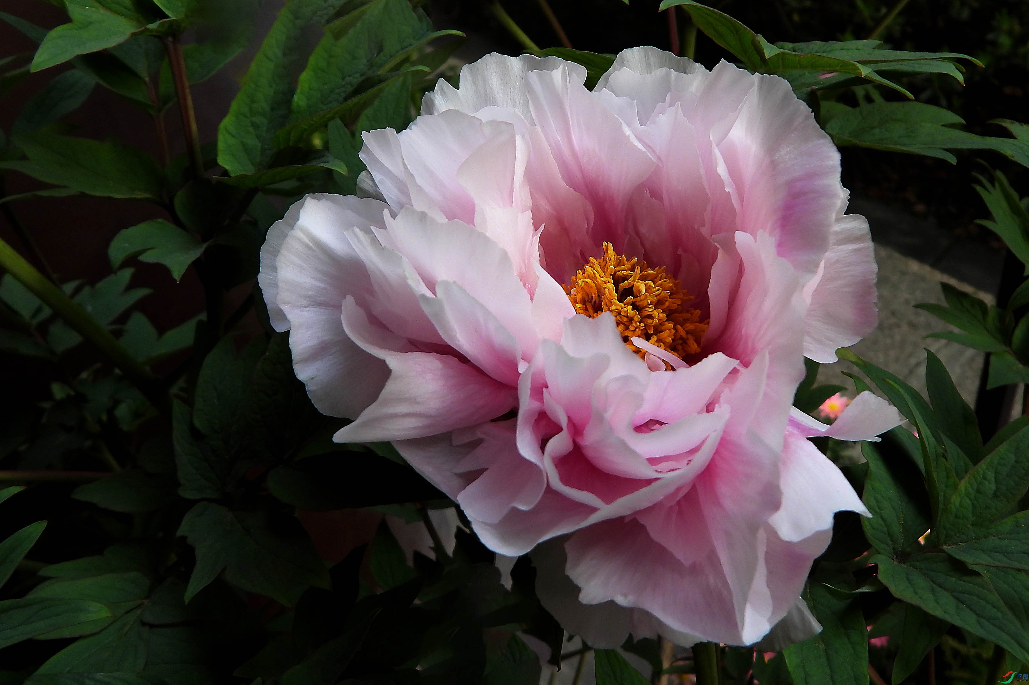 DSCN5459.JPG