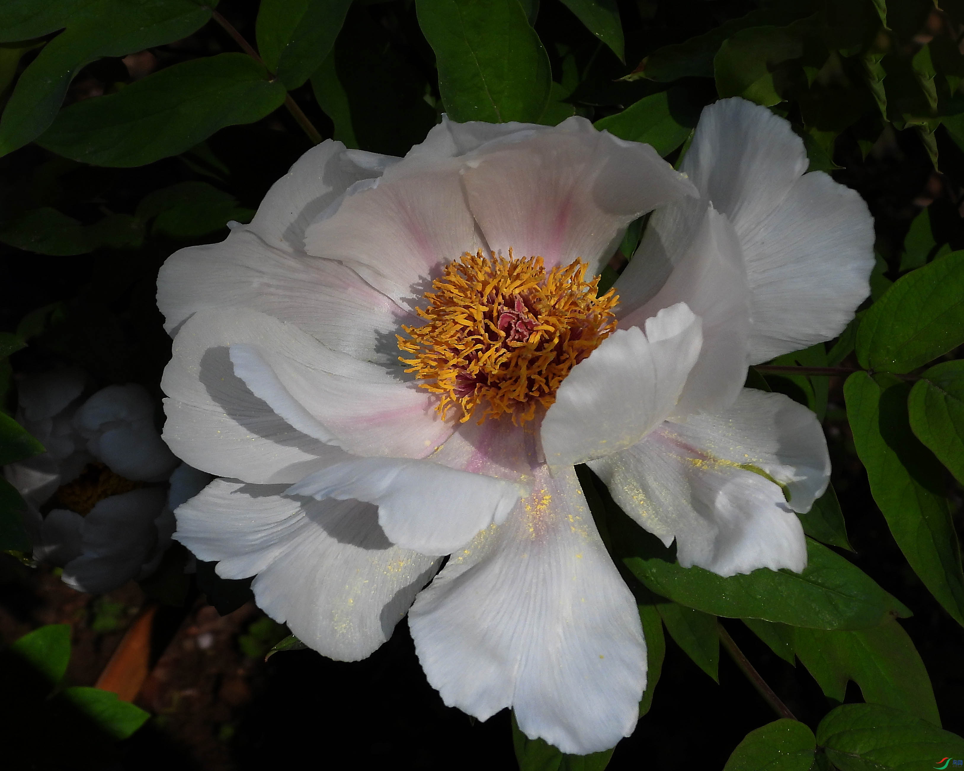 DSCN5474.JPG