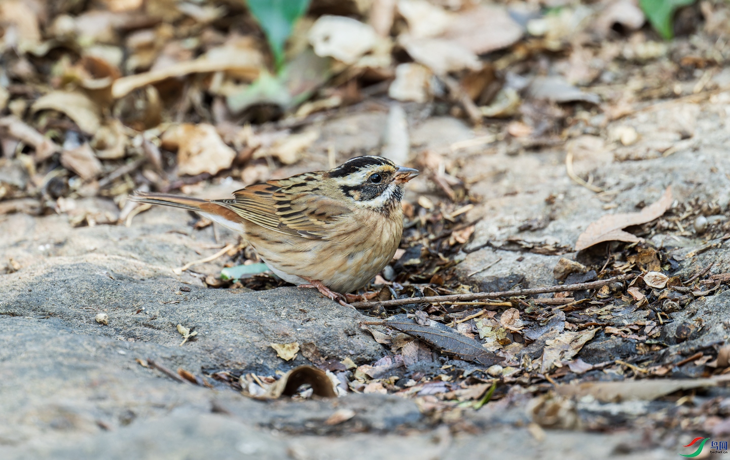 _DSC6649-NEF_DxO_DeepPRIMEXD-1.jpg