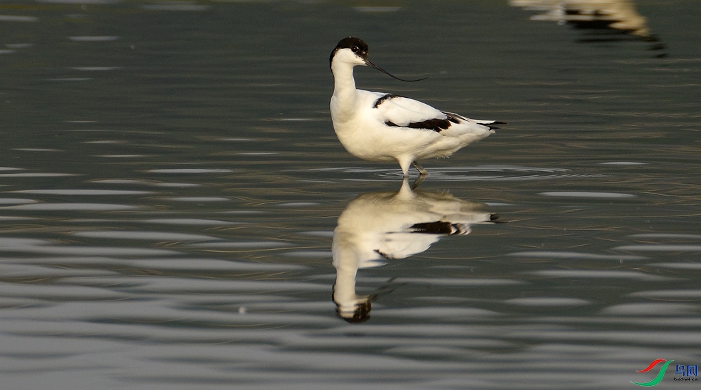 IMGP7401_����.jpg