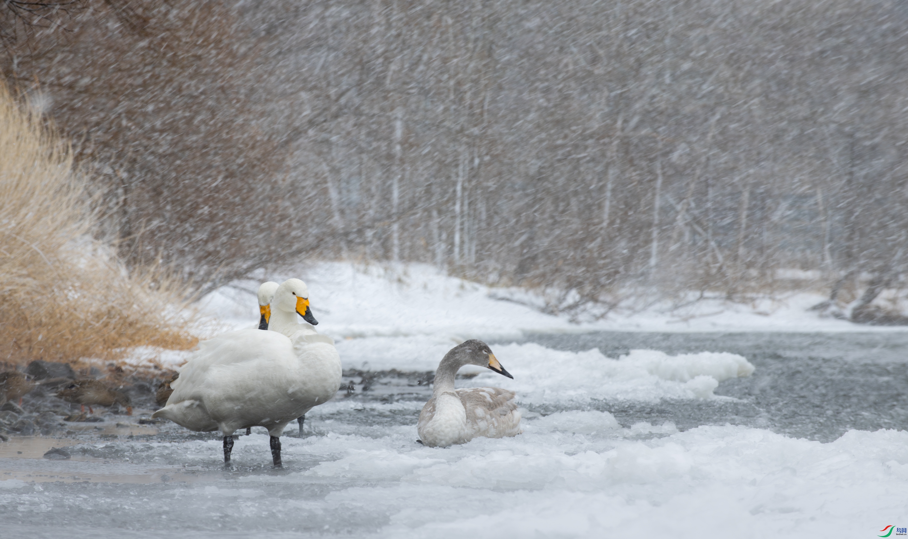 DSC_9798-����ǿ-NR-11.jpg