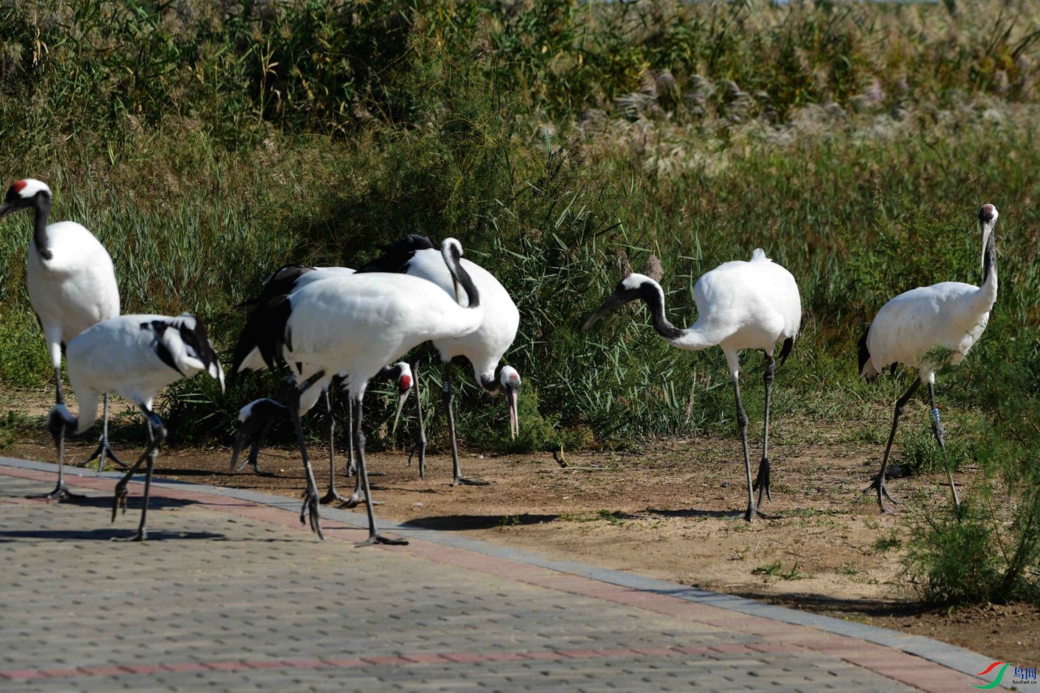 DSC_6787.JPG