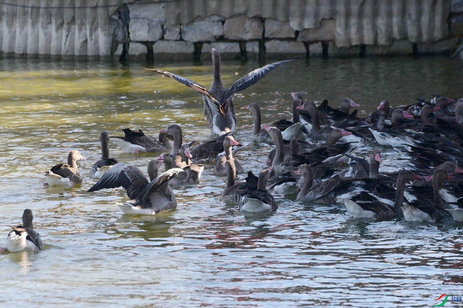 DSC_6881.JPG