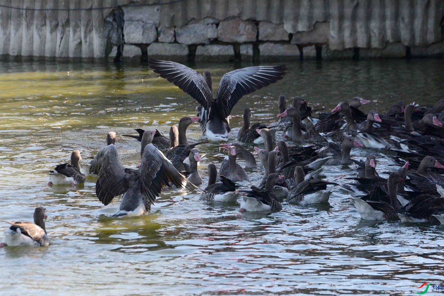 DSC_6885.JPG
