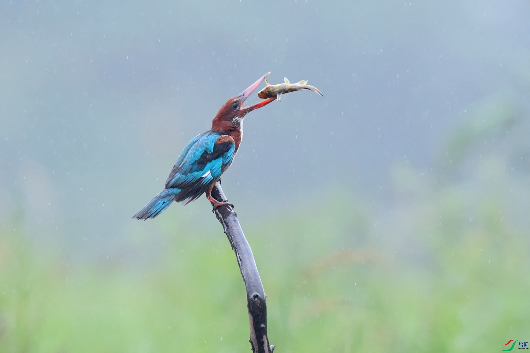 DSC_2686aa.jpg