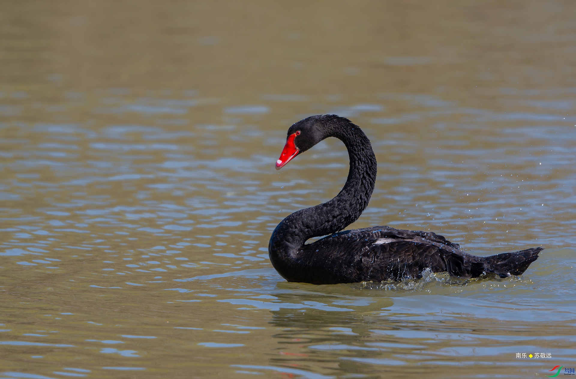 _DSC5602-NEF_DxO_С.jpg