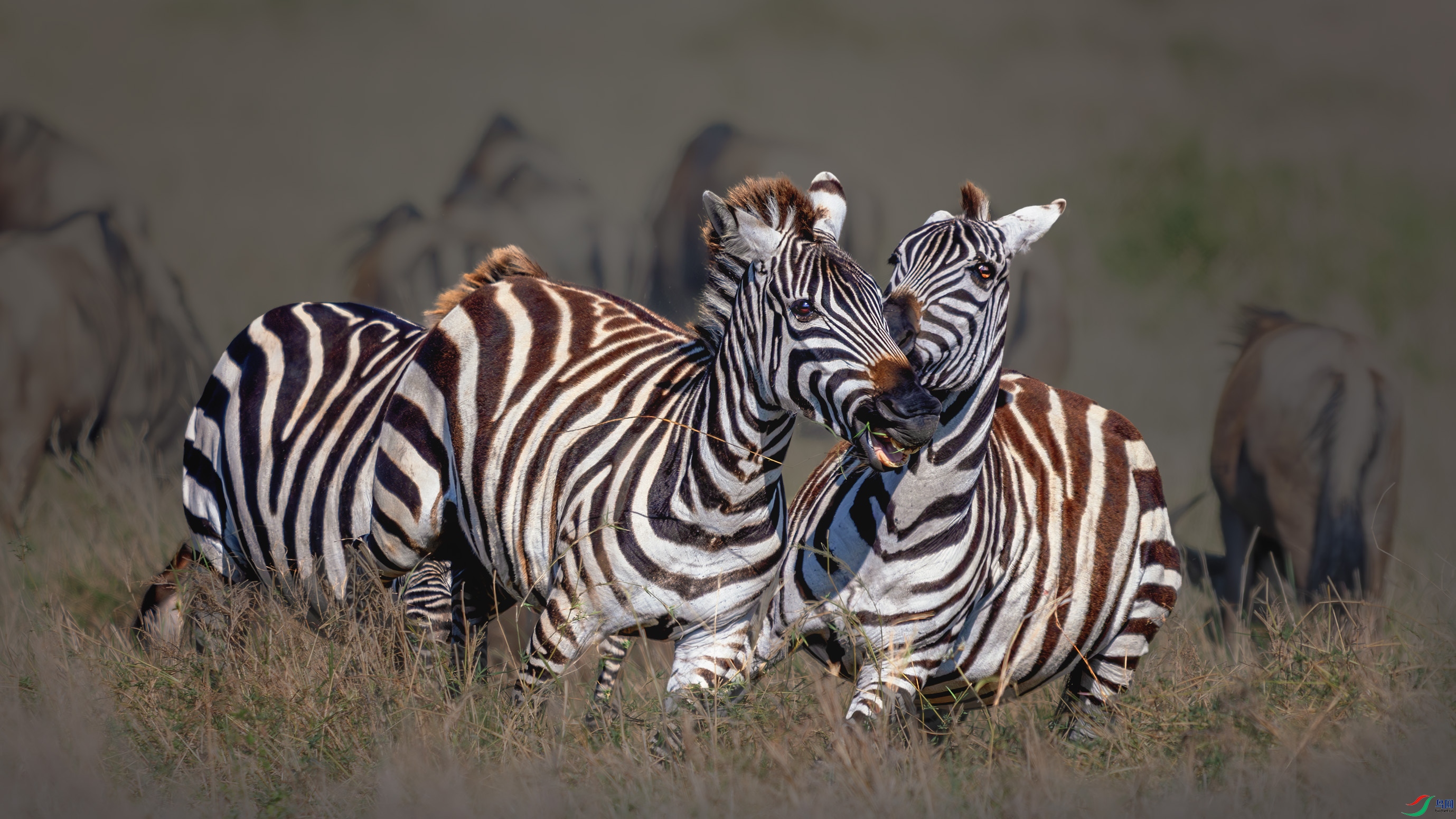 _DSC5065-����ǿ-NR ����.jpg