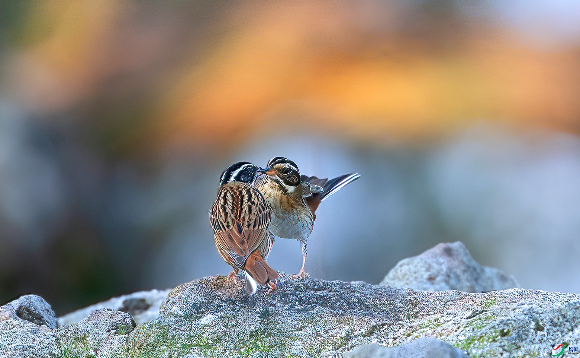 060A0139 ����-Sha---1 .jpg