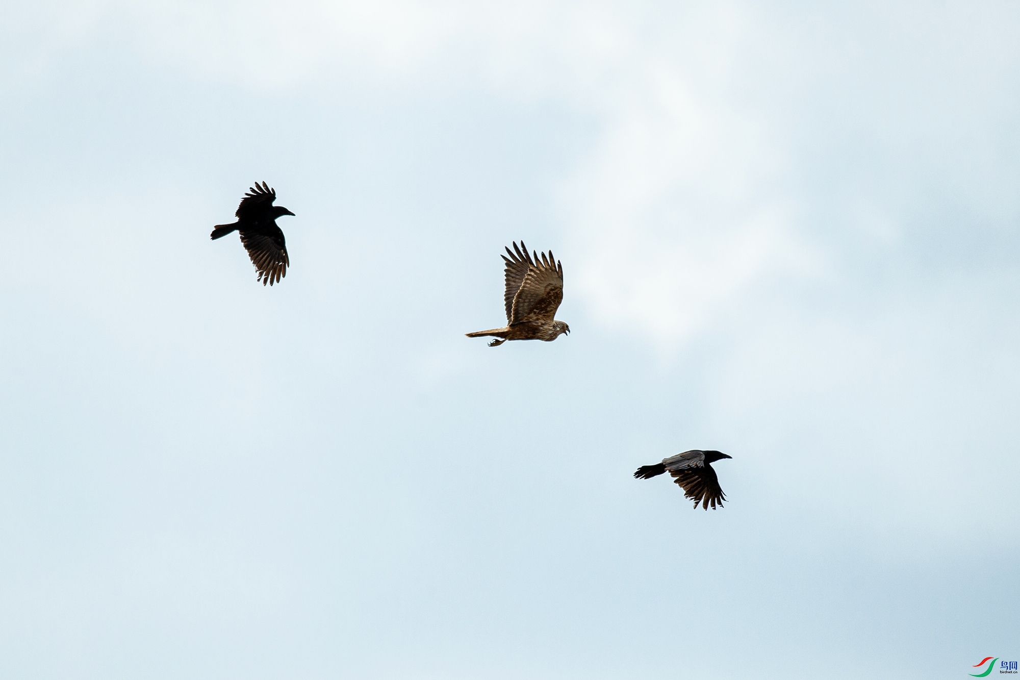 _DSC6655.jpg