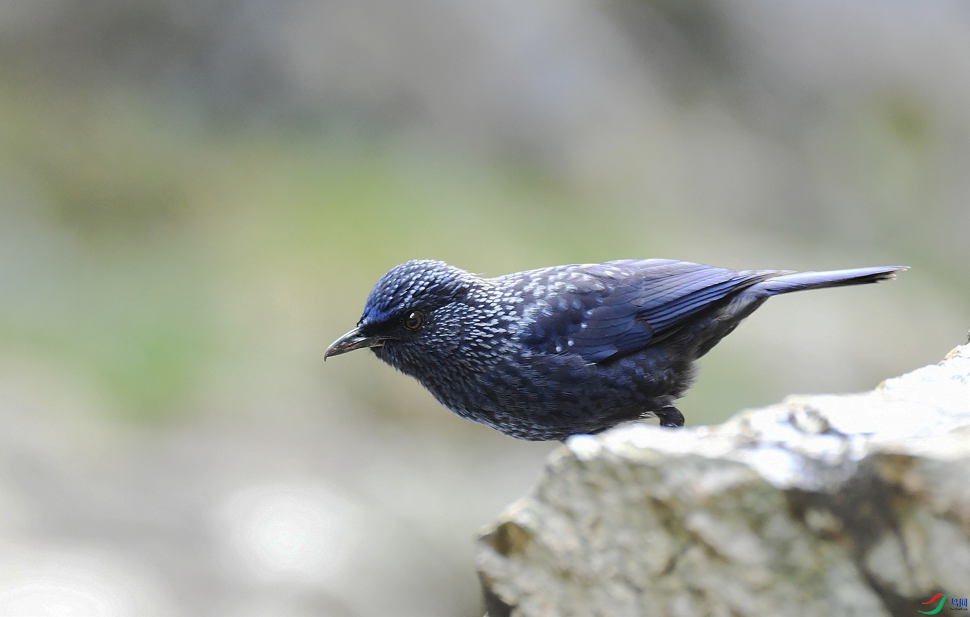 DSC_4077.jpg