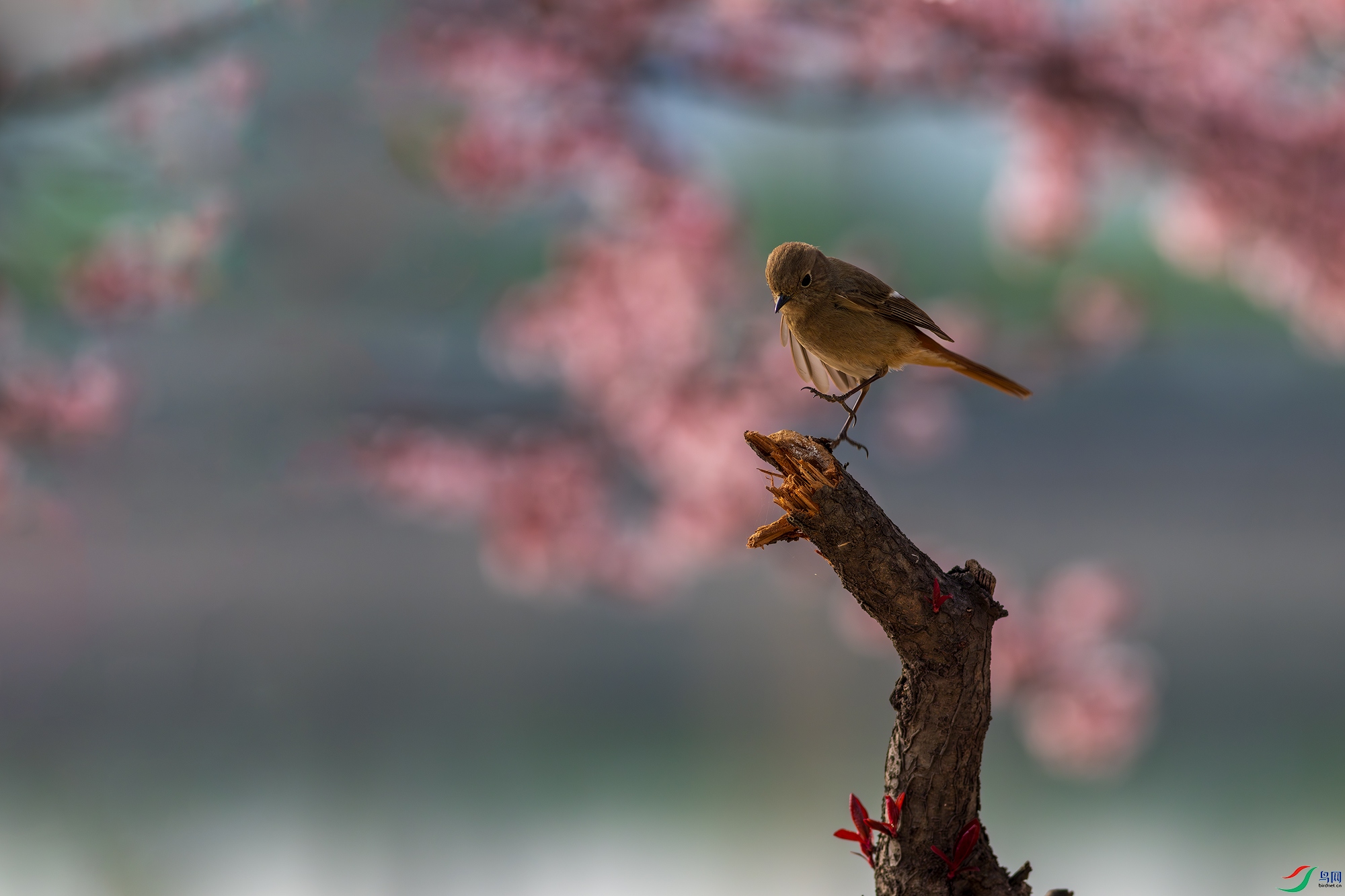 DSC2948-����ǿ-NR-����.jpg
