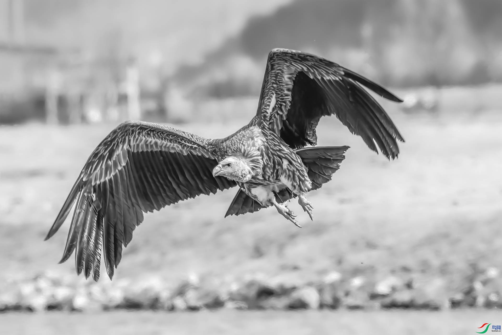 DSC_10331.jpg