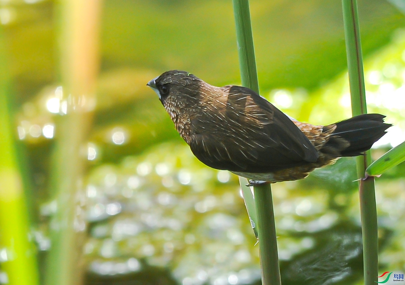 DSC_8696 ����.jpg