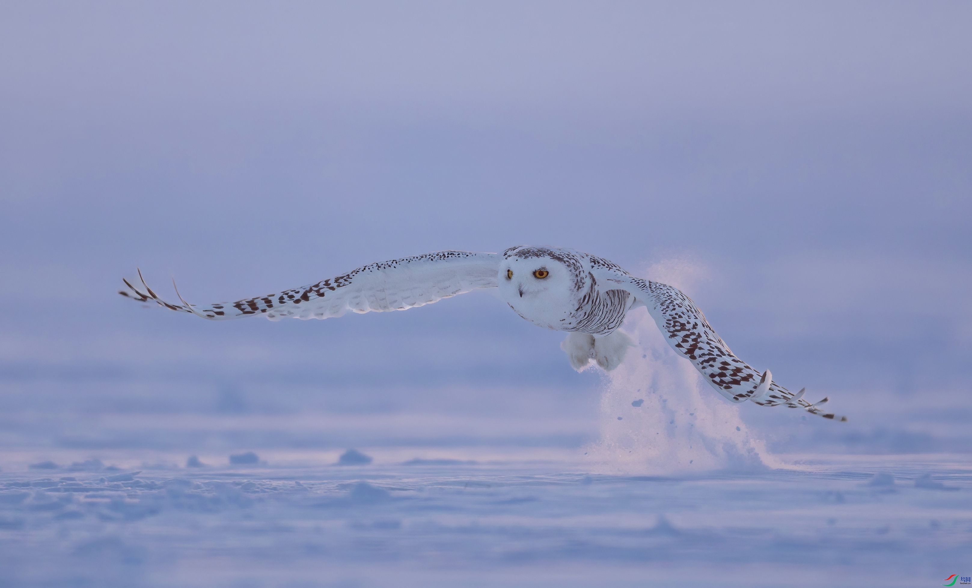 _X0A6574-topaz-denoise-sharpen.jpeg