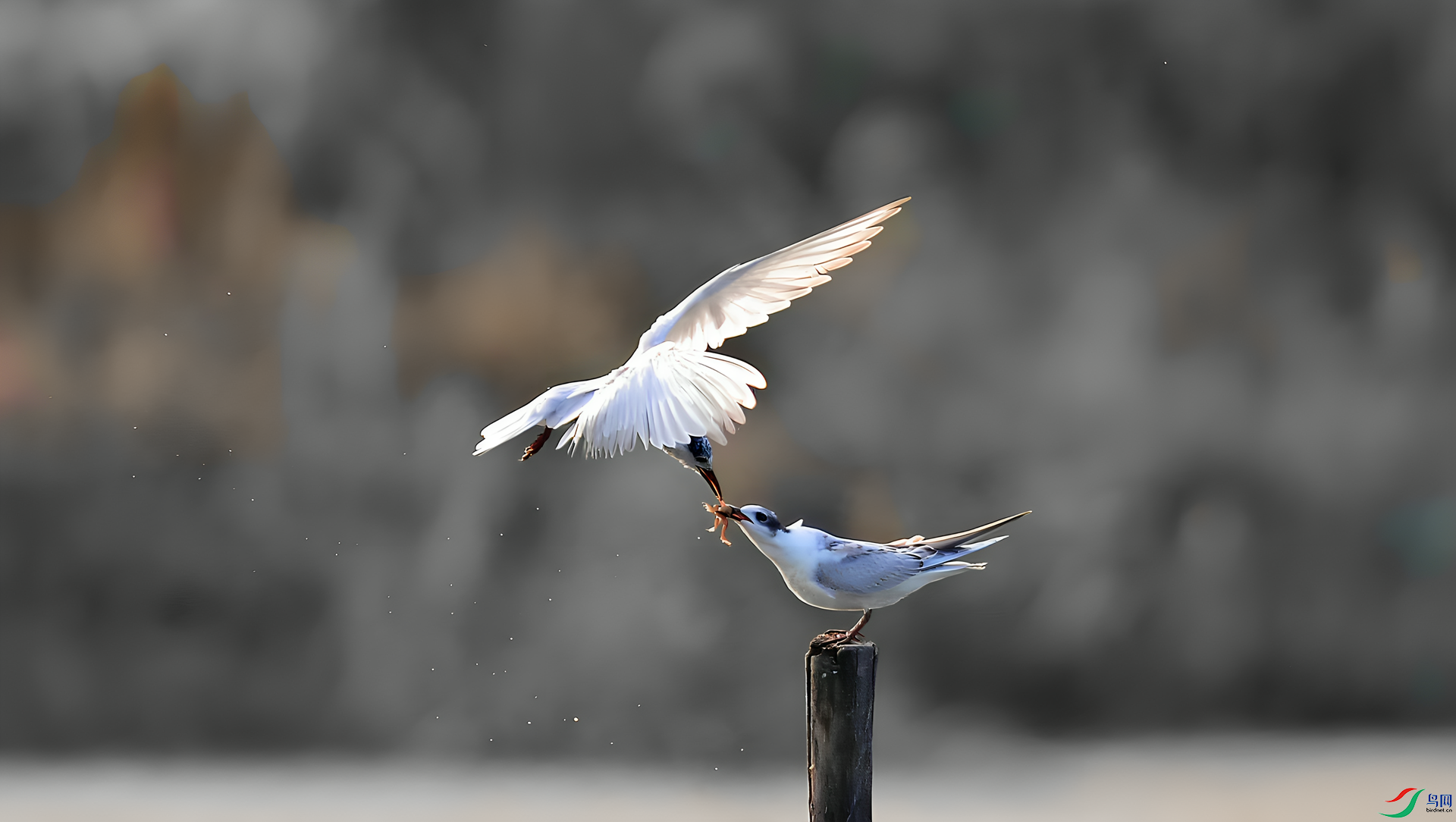 360albumviewer_imgproc_41525094_����.png
