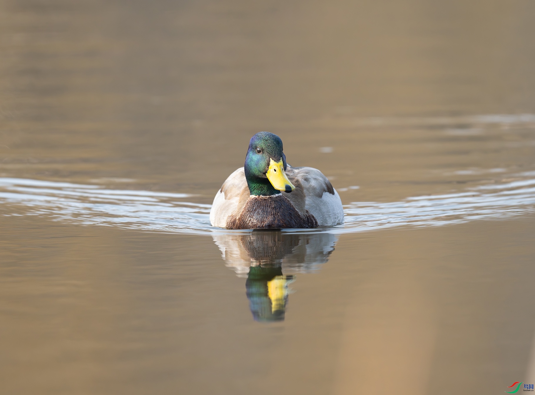 DSC_7356f.jpg