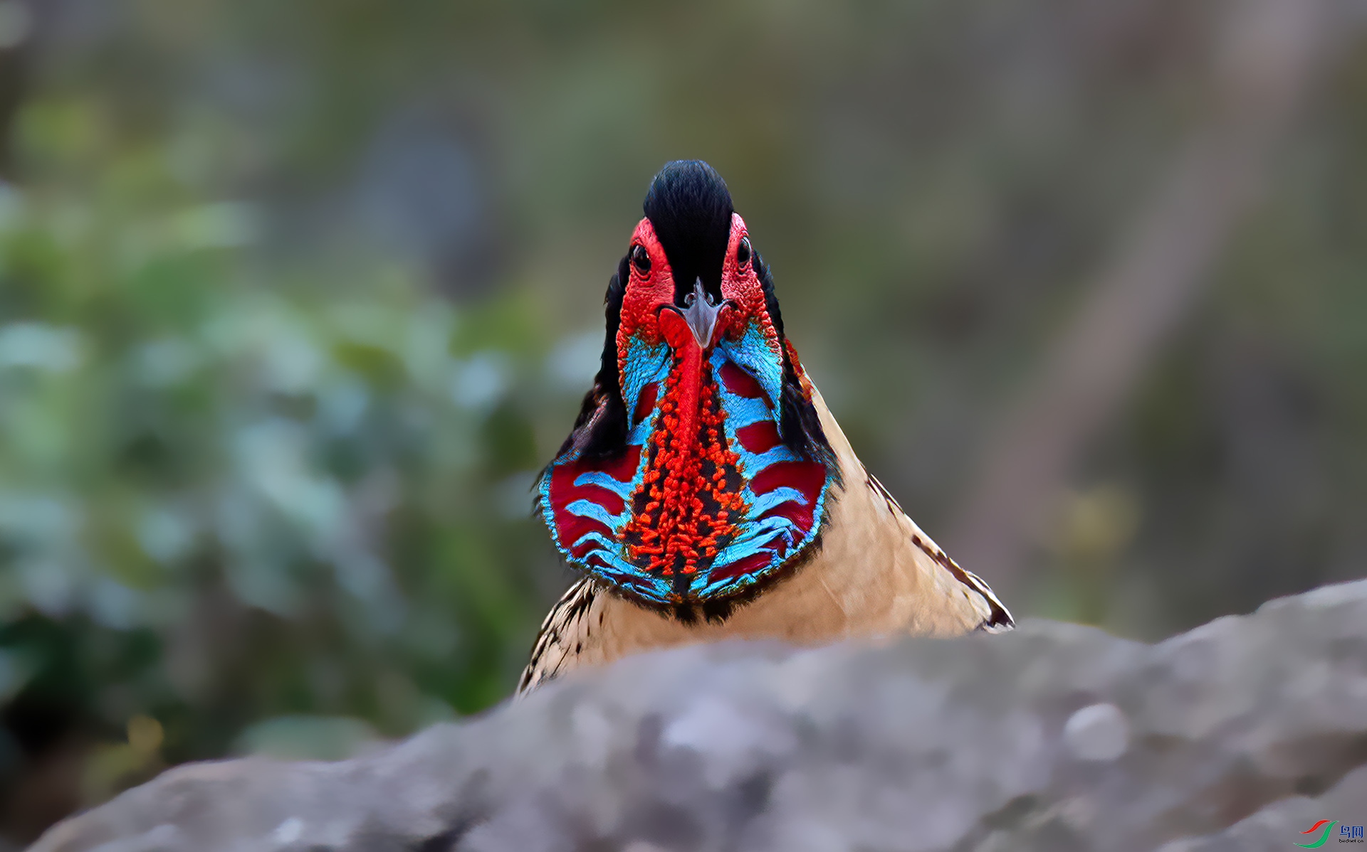 060A4684 ����-Sha---1 .jpg