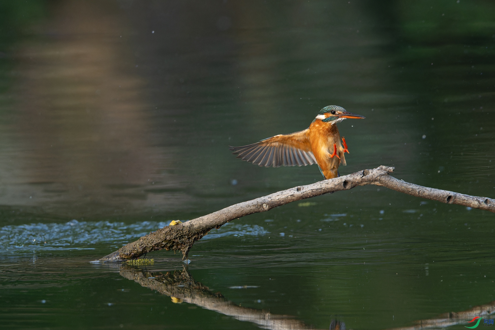 _DSC2896-NEF_DxO_DeepPRIMEXD-1.jpg